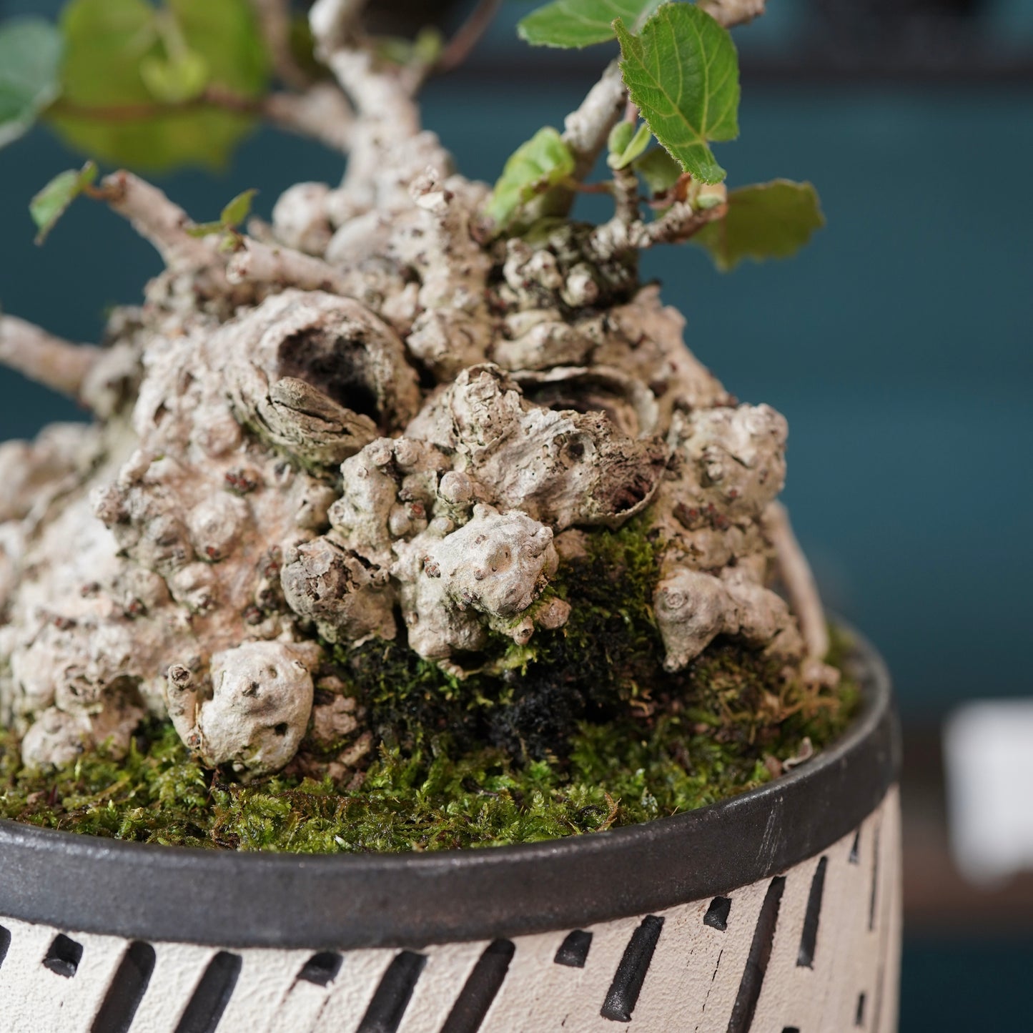 Hibiscus tiliaceus（オオハマボウ) ×  konect tokyo "shinogi"