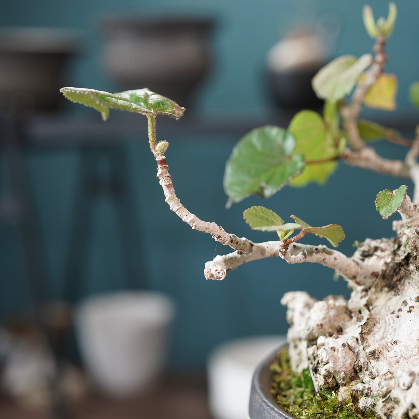 Hibiscus tiliaceus（オオハマボウ) ×  konect tokyo "shinogi"