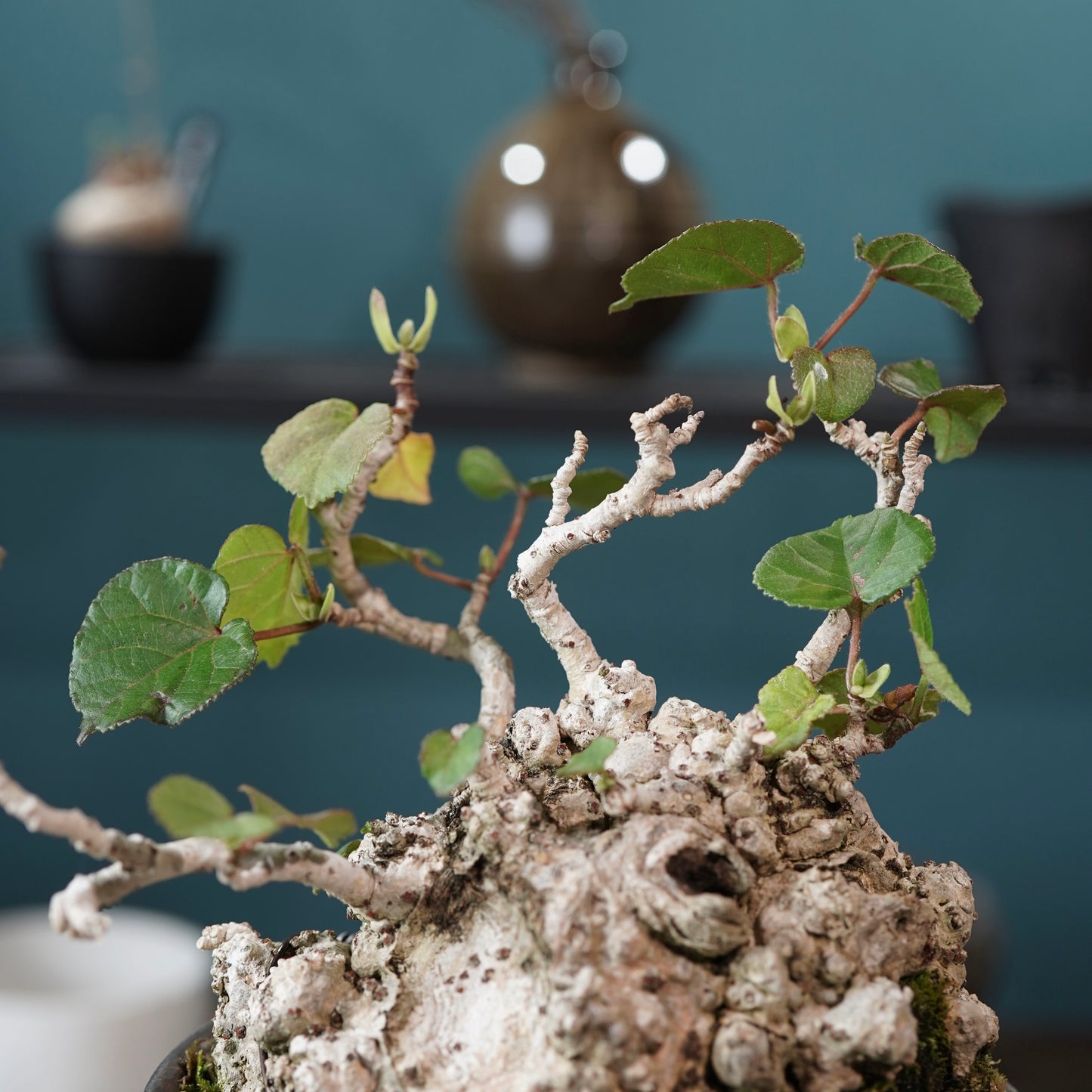 Hibiscus tiliaceus（オオハマボウ) ×  konect tokyo "shinogi"