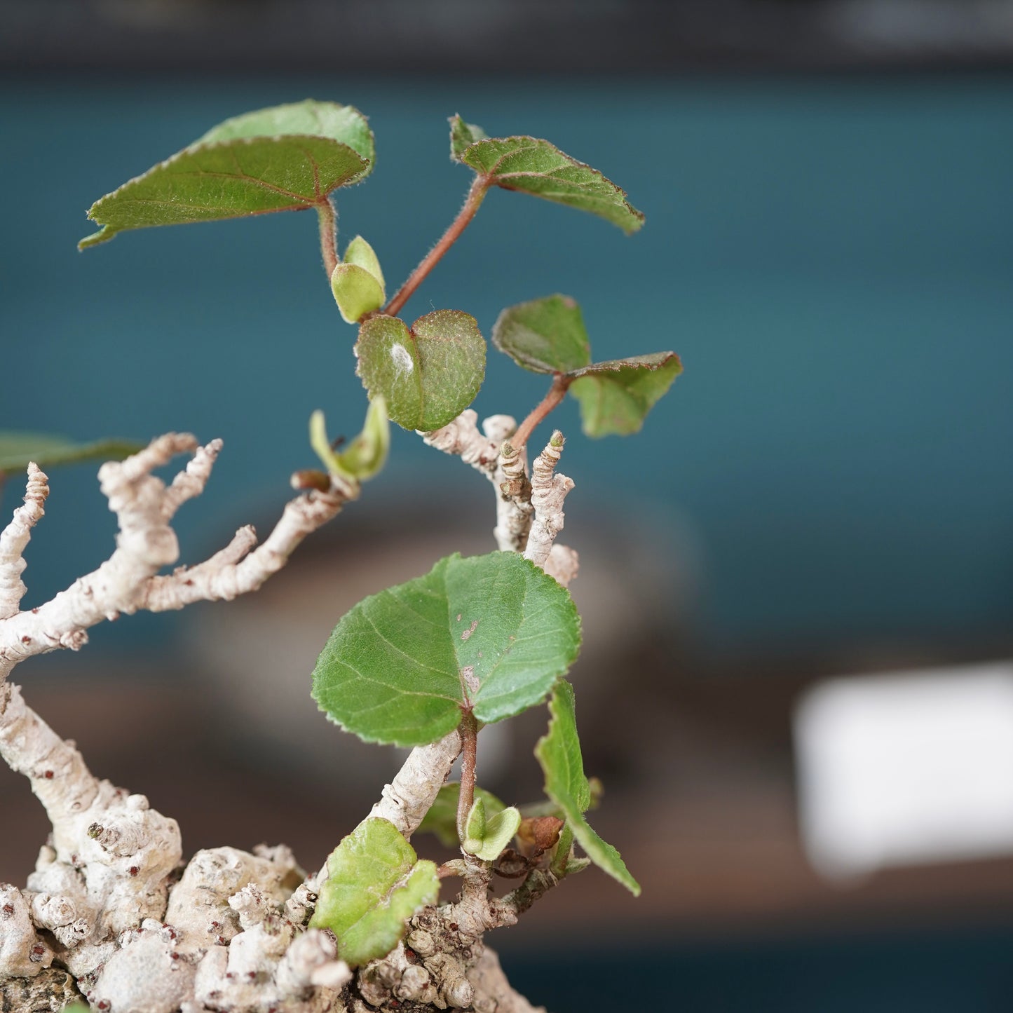 Hibiscus tiliaceus（オオハマボウ) ×  konect tokyo "shinogi"