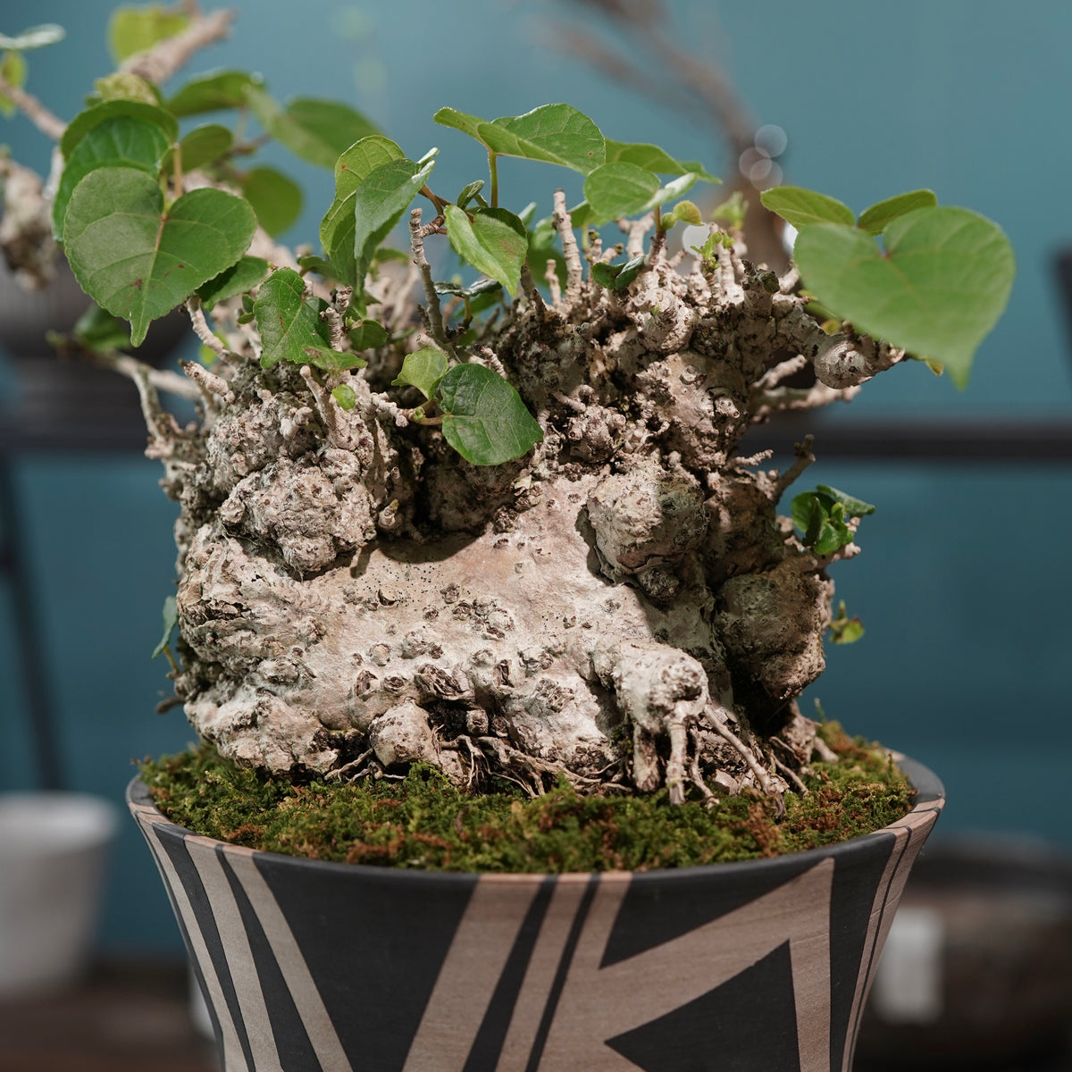 Hibiscus tiliaceus（オオハマボウ) ×  大貫 弘由岐 "GEO"