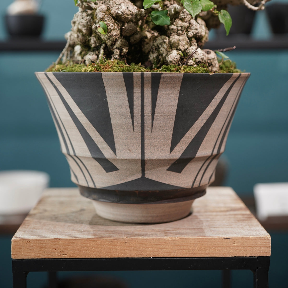 Hibiscus tiliaceus（オオハマボウ) ×  大貫 弘由岐 "GEO"