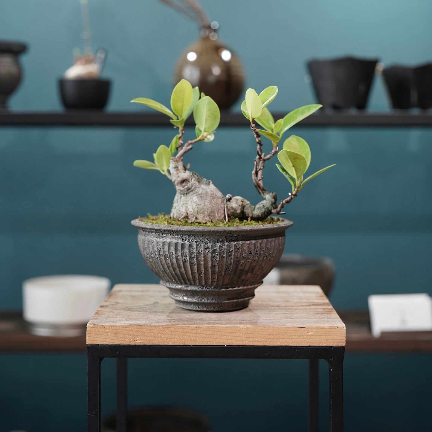 Ficus microcarpa（ガジュマル) ×  the first industrial 小野瀬 一