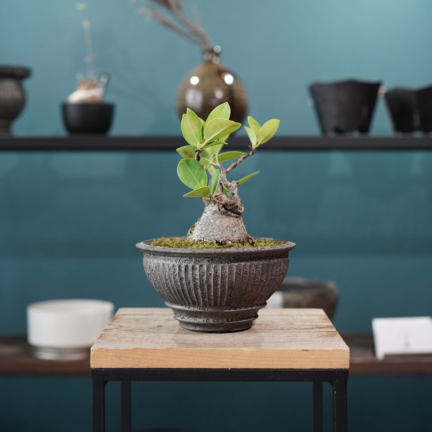 Ficus microcarpa（ガジュマル) ×  the first industrial 小野瀬 一