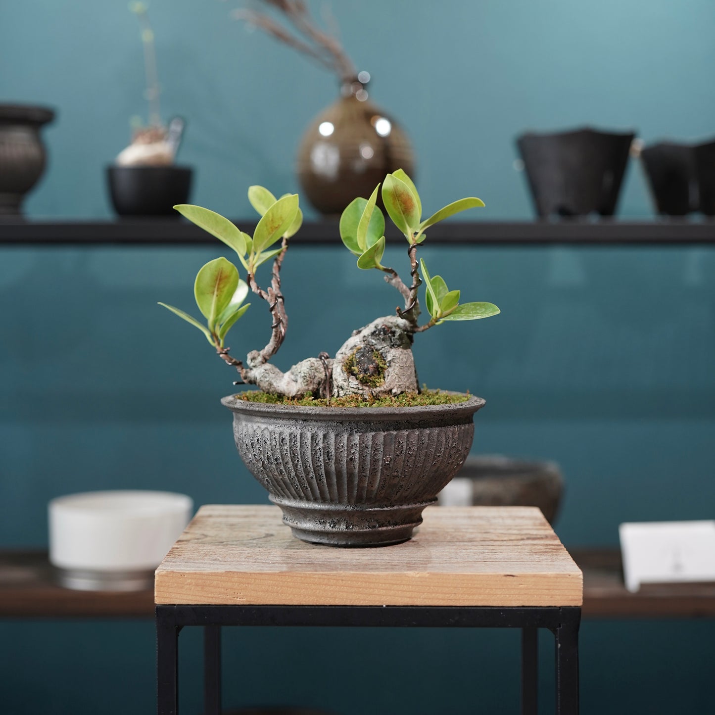 Ficus microcarpa（ガジュマル) ×  the first industrial 小野瀬 一
