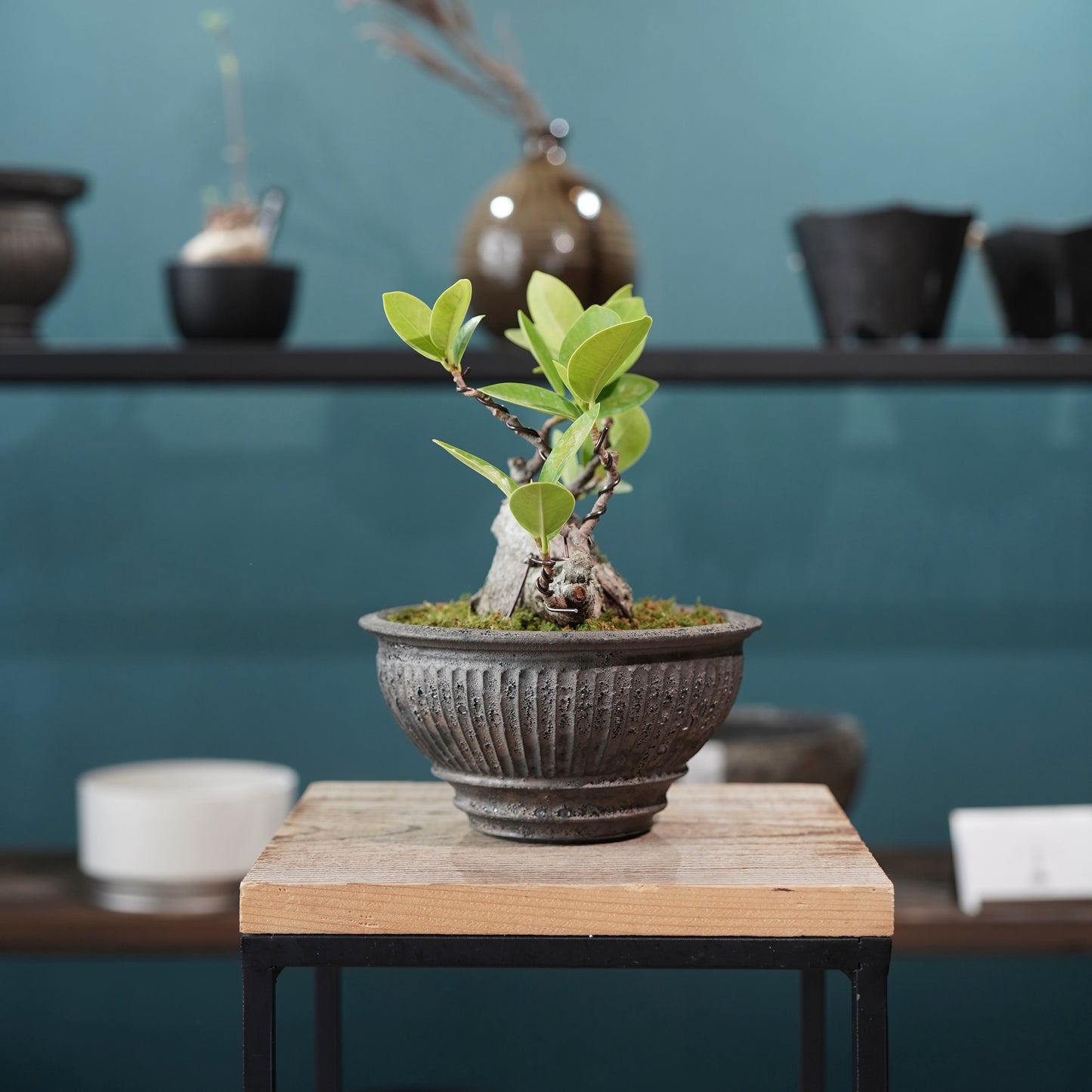 Ficus microcarpa（ガジュマル) ×  the first industrial 小野瀬 一