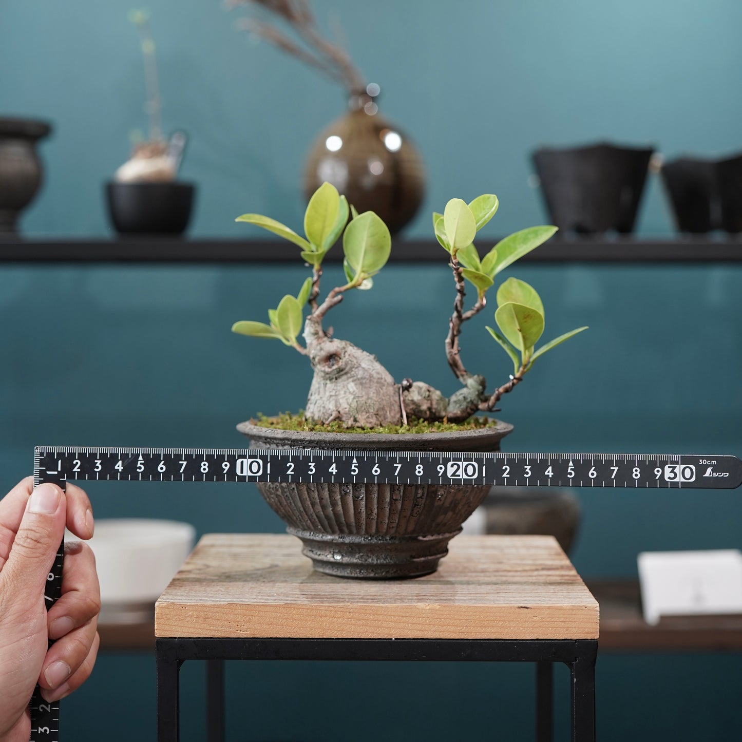 Ficus microcarpa（ガジュマル) ×  the first industrial 小野瀬 一