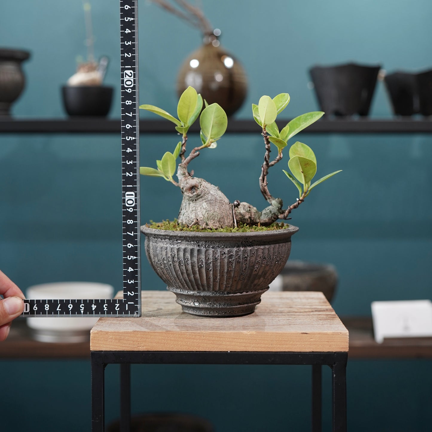 Ficus microcarpa（ガジュマル) ×  the first industrial 小野瀬 一