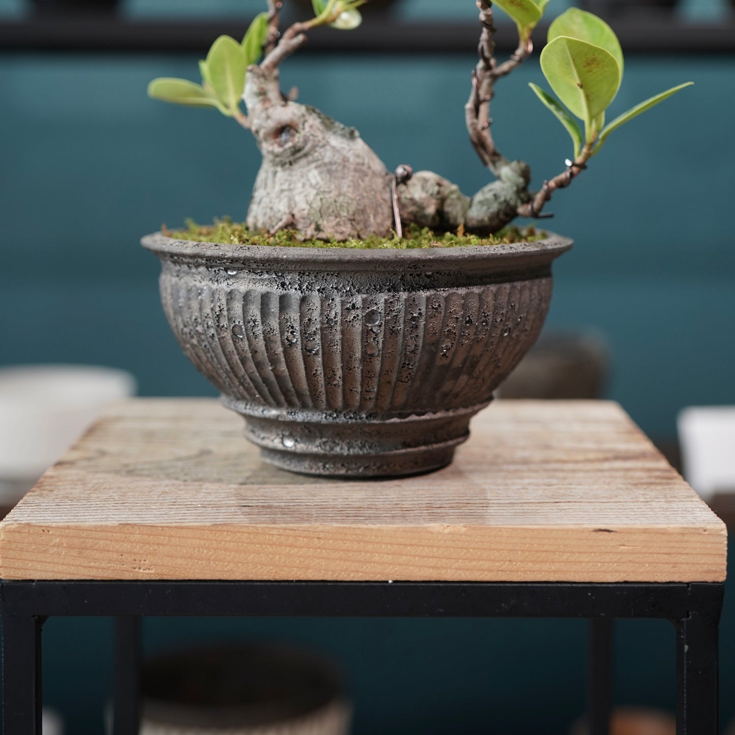 Ficus microcarpa（ガジュマル) ×  the first industrial 小野瀬 一