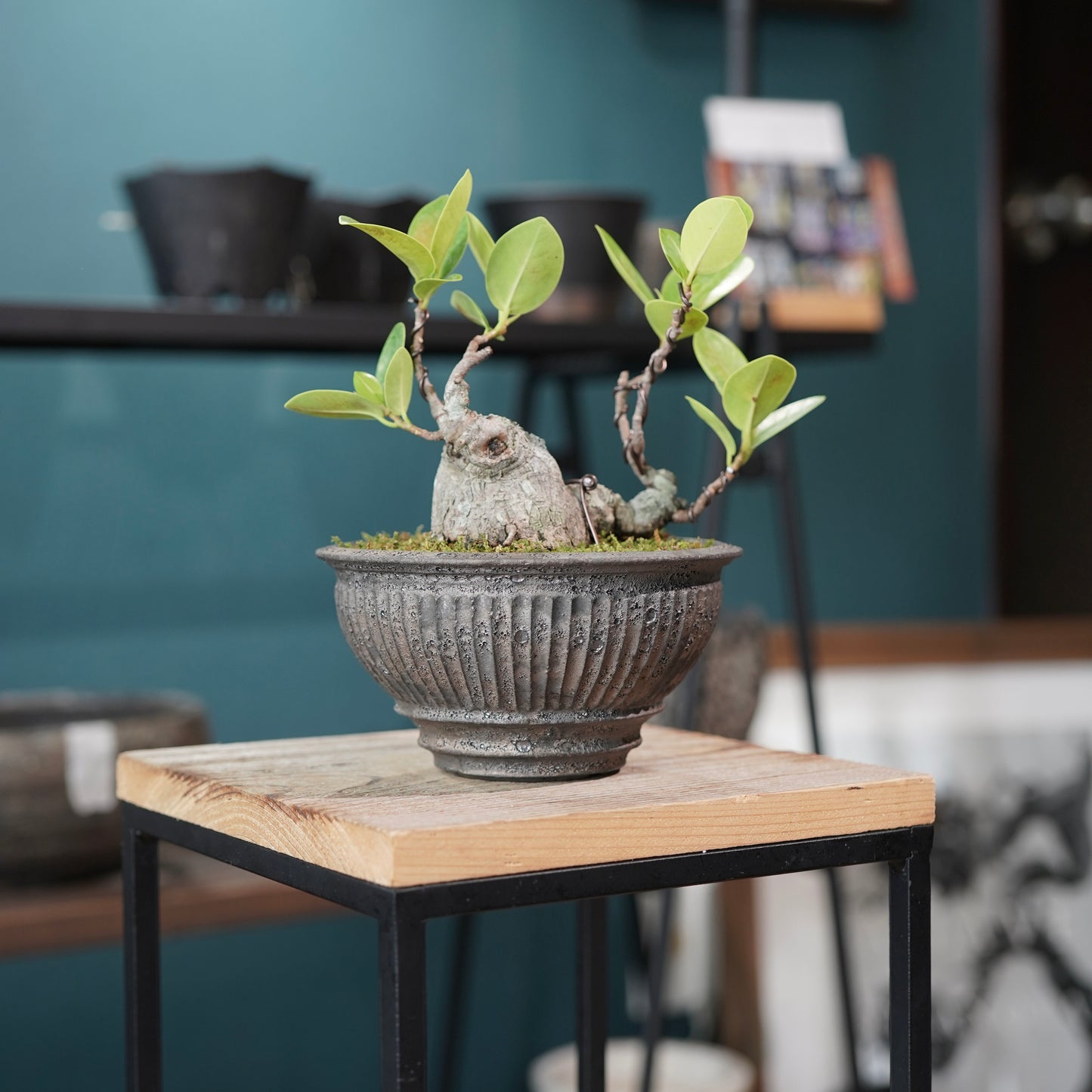 Ficus microcarpa（ガジュマル) ×  the first industrial 小野瀬 一