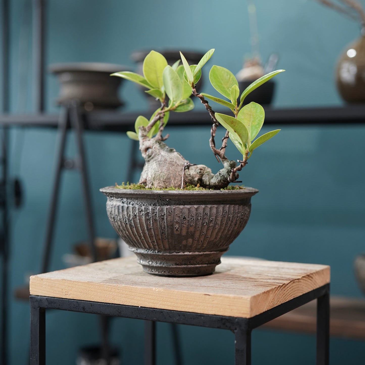 Ficus microcarpa（ガジュマル) ×  the first industrial 小野瀬 一