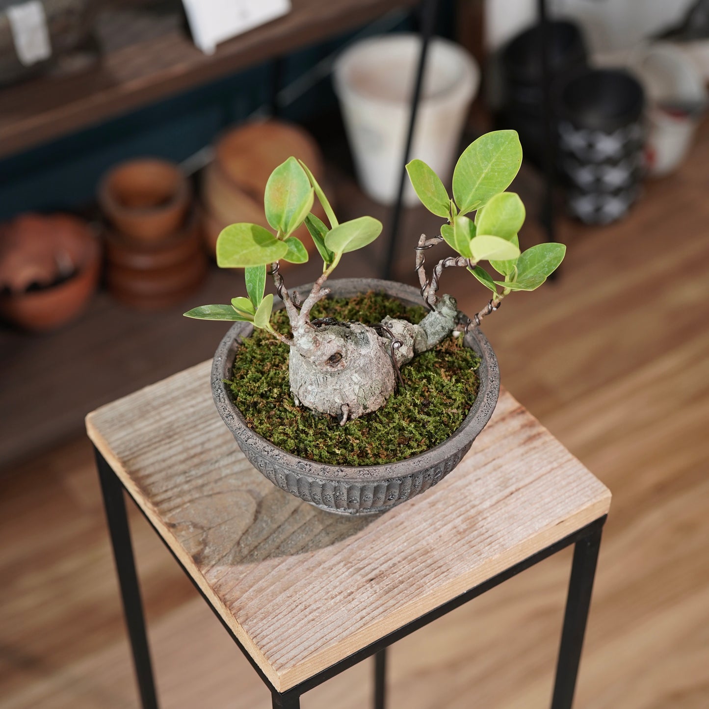 Ficus microcarpa（ガジュマル) ×  the first industrial 小野瀬 一
