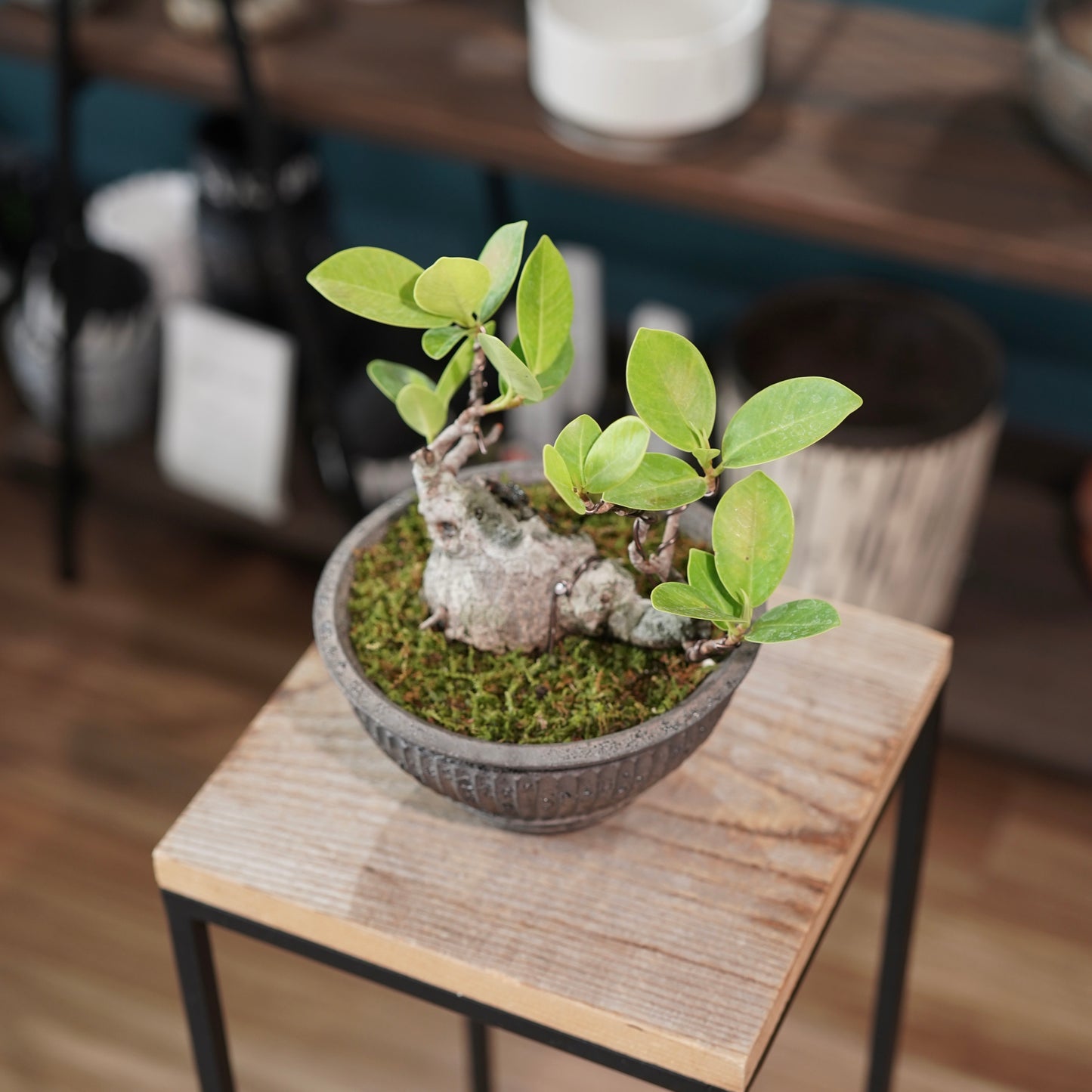 Ficus microcarpa（ガジュマル) ×  the first industrial 小野瀬 一
