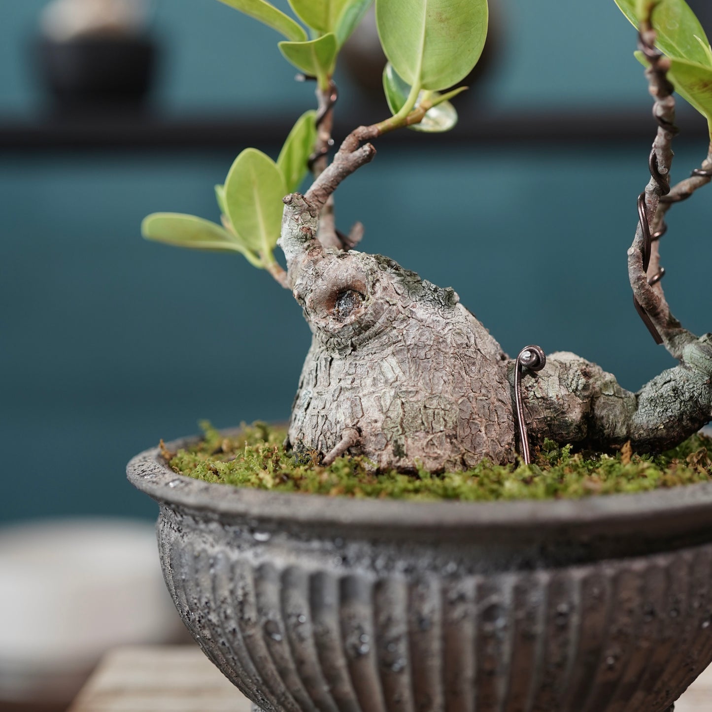 Ficus microcarpa（ガジュマル) ×  the first industrial 小野瀬 一