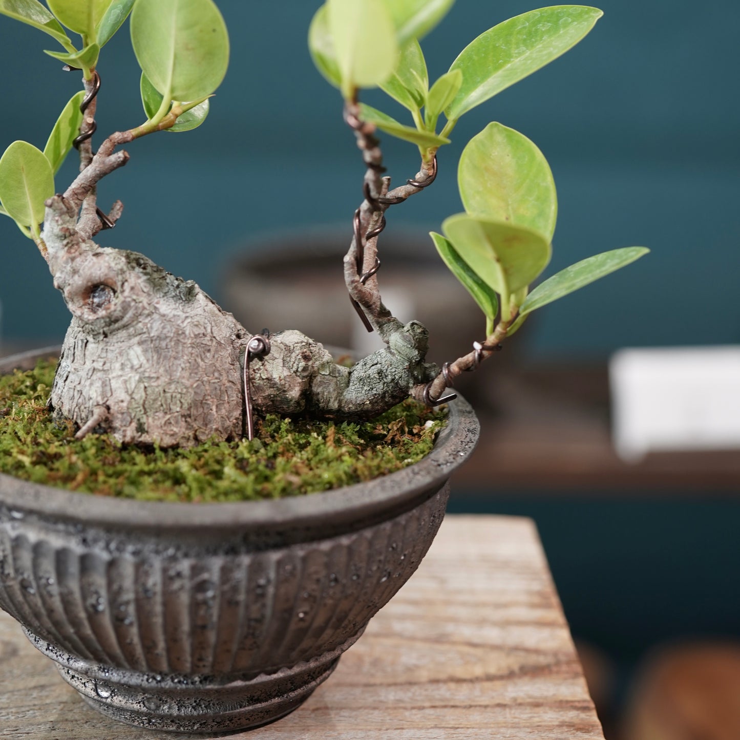Ficus microcarpa（ガジュマル) ×  the first industrial 小野瀬 一