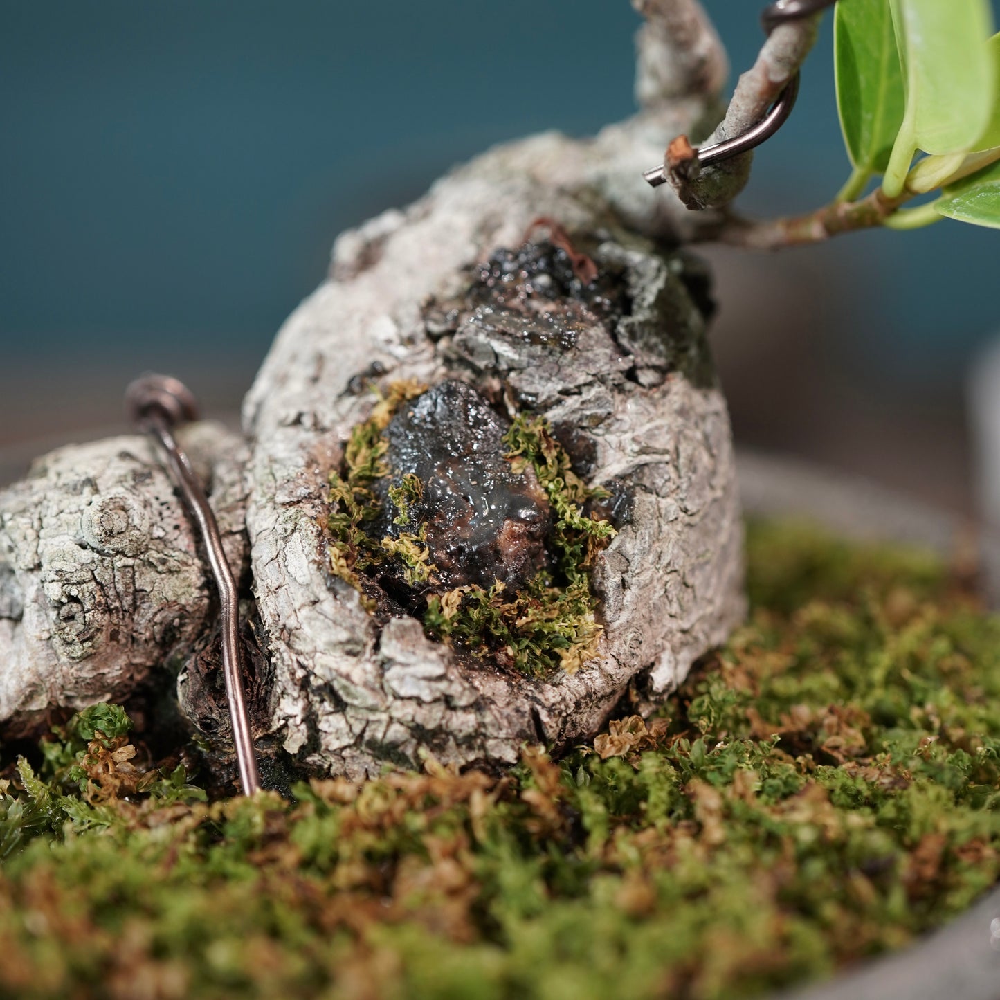 Ficus microcarpa（ガジュマル) ×  the first industrial 小野瀬 一