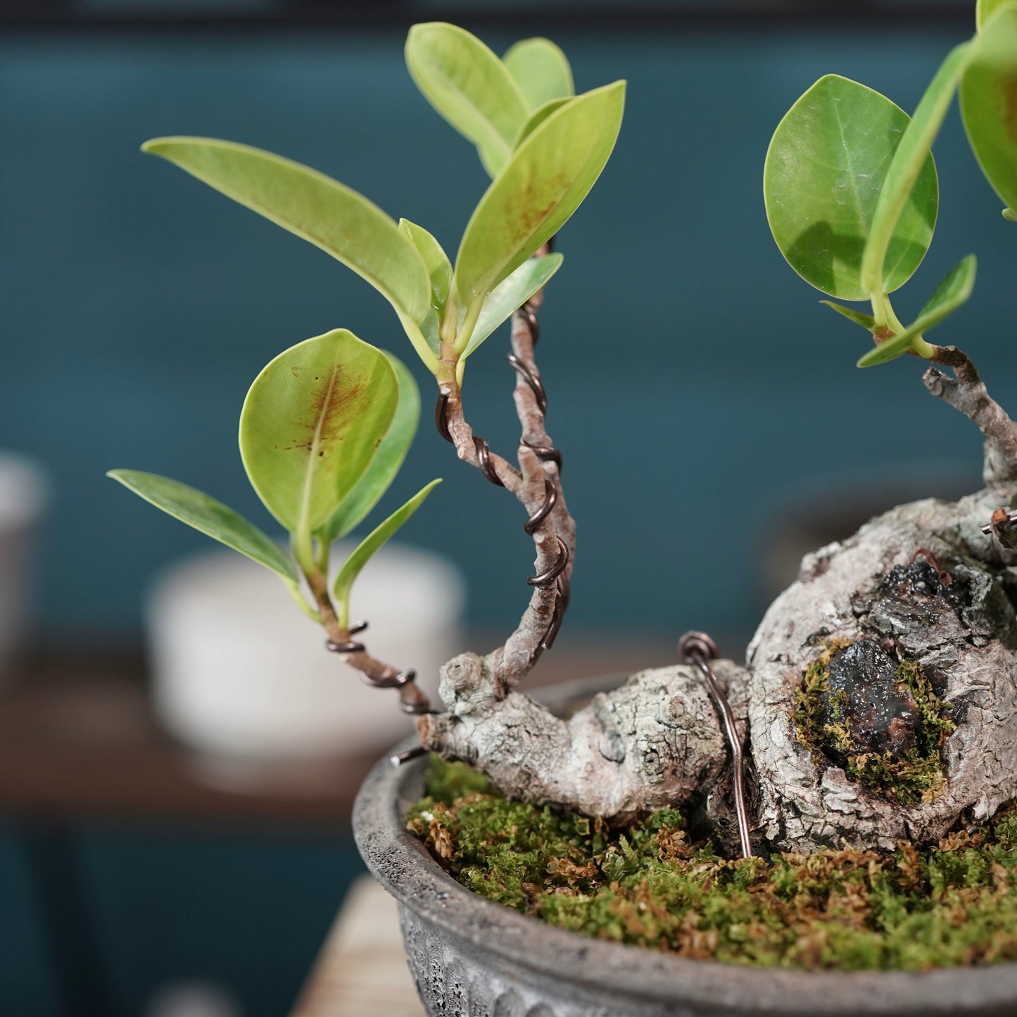Ficus microcarpa（ガジュマル) ×  the first industrial 小野瀬 一