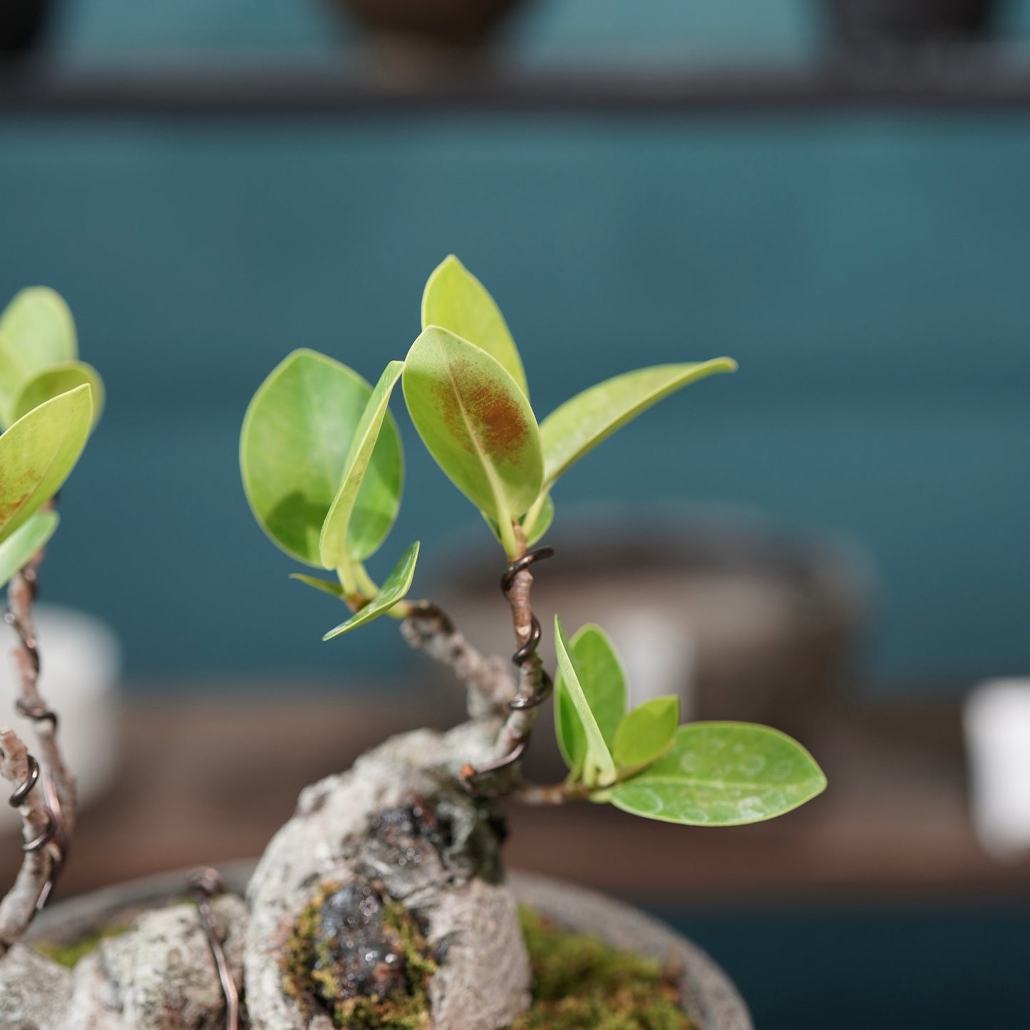 Ficus microcarpa（ガジュマル) ×  the first industrial 小野瀬 一