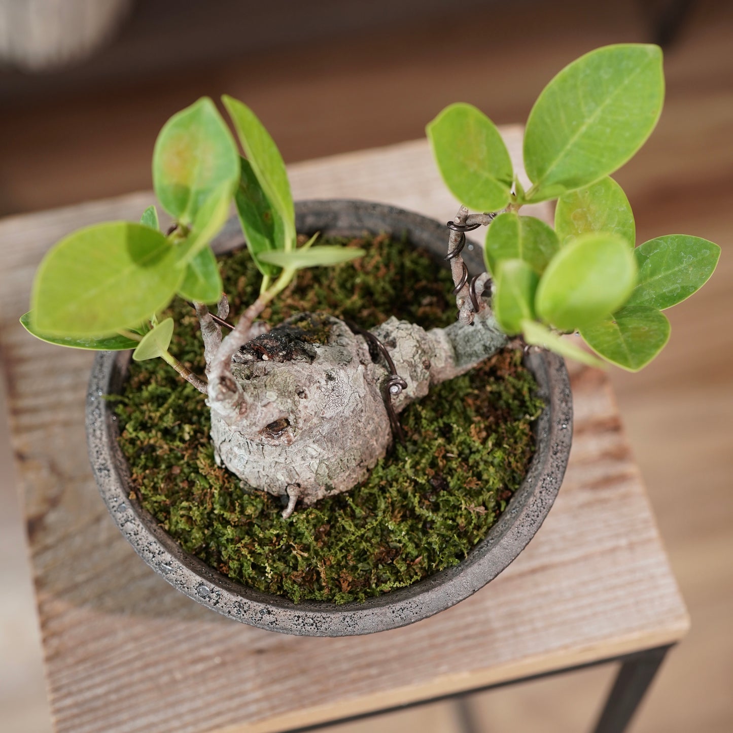 Ficus microcarpa（ガジュマル) ×  the first industrial 小野瀬 一