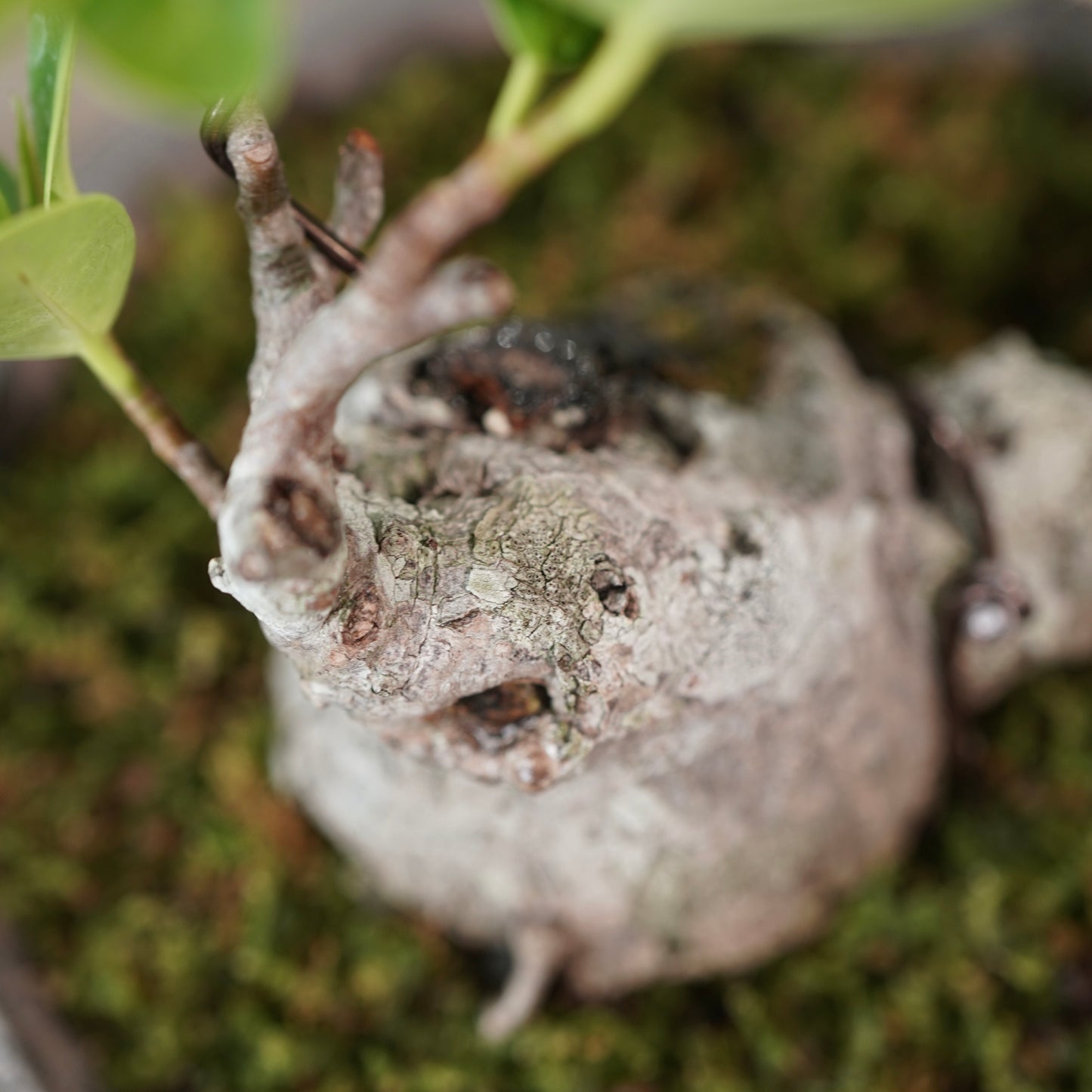 Ficus microcarpa（ガジュマル) ×  the first industrial 小野瀬 一