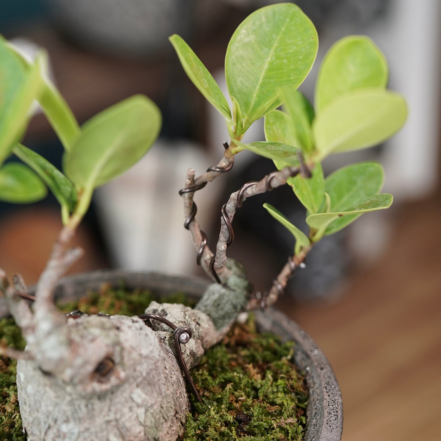 Ficus microcarpa（ガジュマル) ×  the first industrial 小野瀬 一