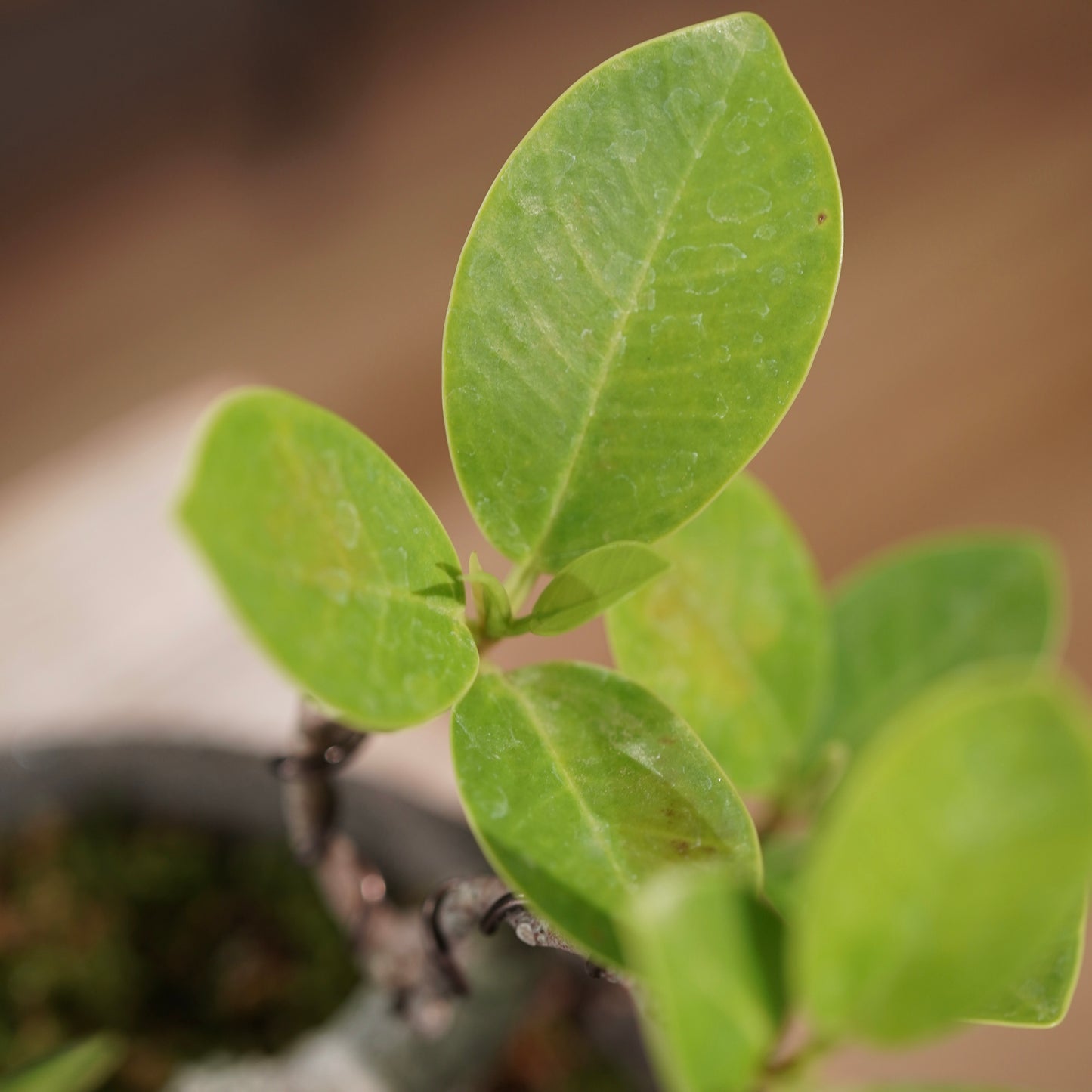 Ficus microcarpa（ガジュマル) ×  the first industrial 小野瀬 一