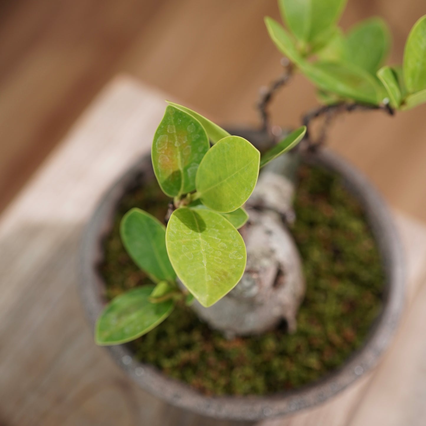 Ficus microcarpa（ガジュマル) ×  the first industrial 小野瀬 一
