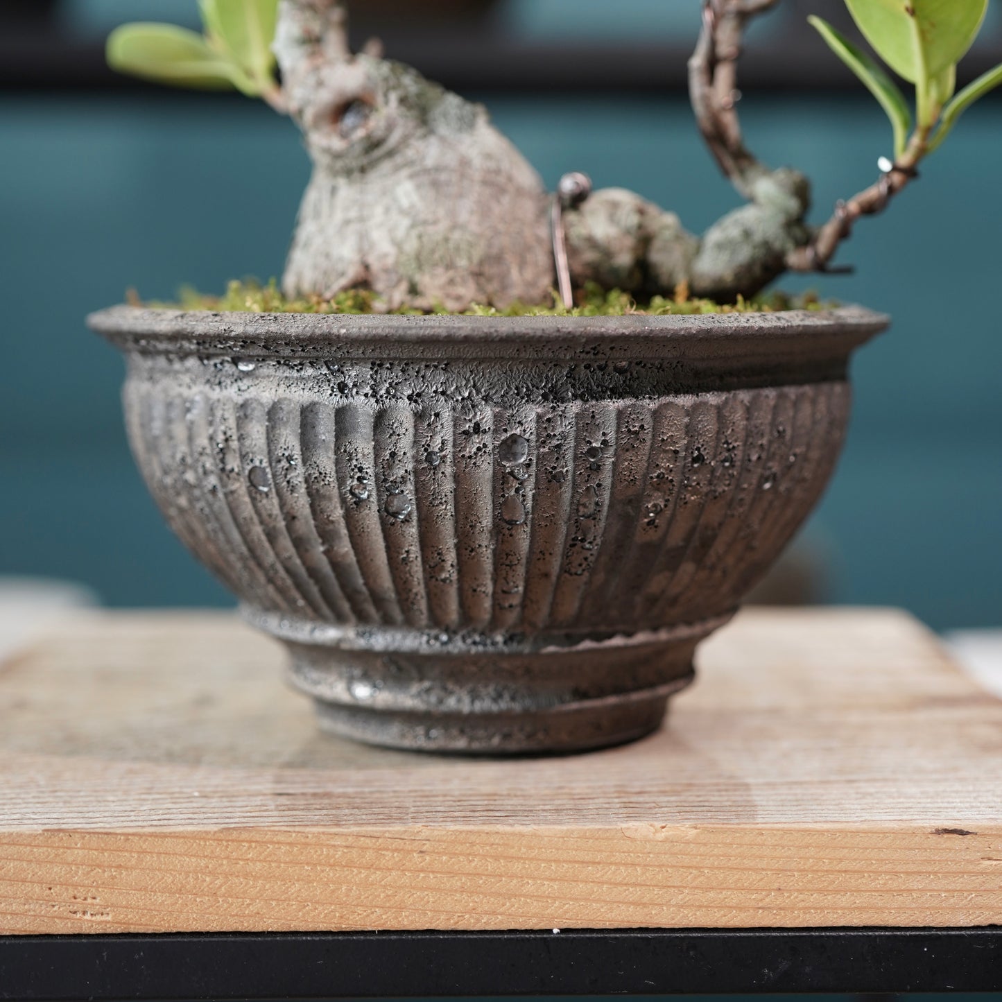 Ficus microcarpa（ガジュマル) ×  the first industrial 小野瀬 一