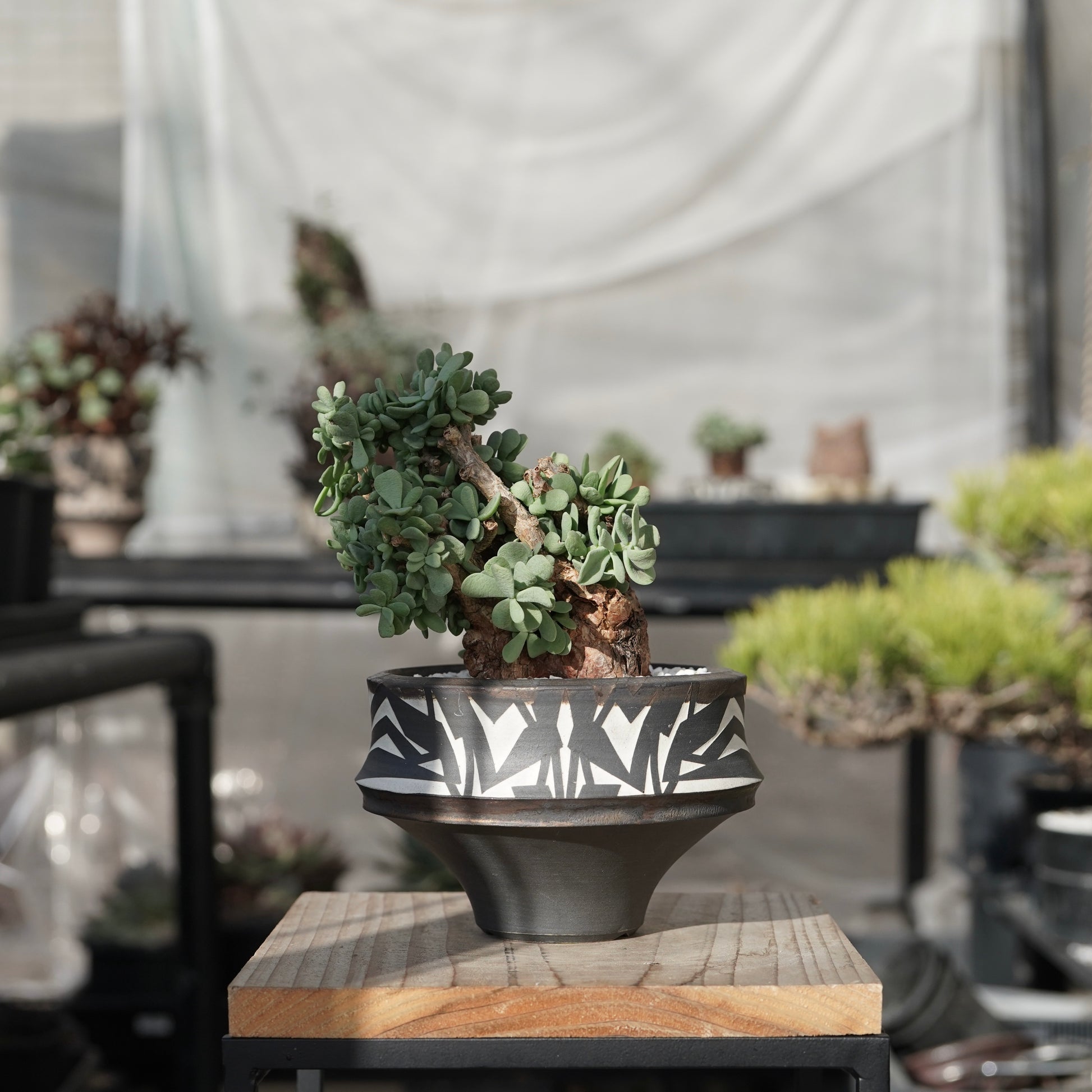 大貫弘由岐さんGEO 鉢 （大貫 弘由岐 GEO 鉢 美しい goujin valiem  