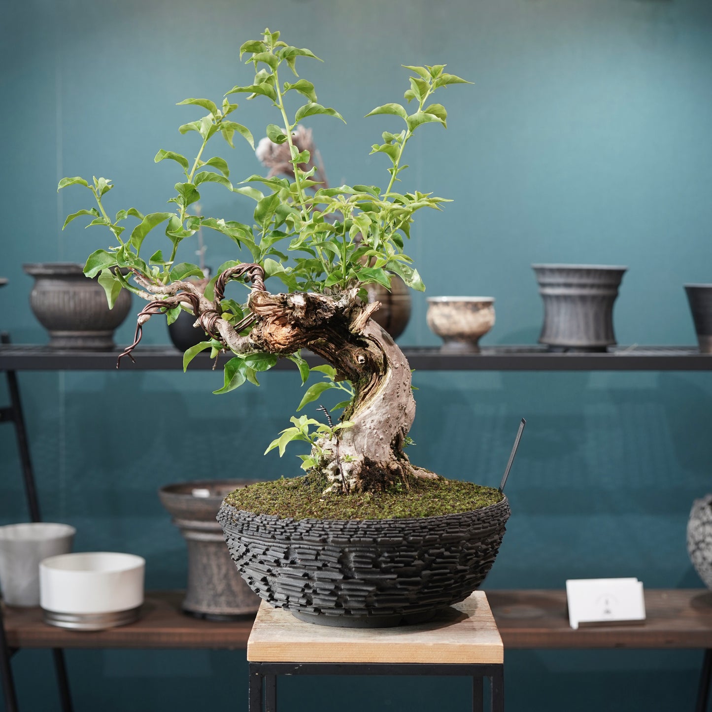 Old bougainvillea（ブーゲンビリア古木) × 宮島 將實 "鞘鉢竹炭埋焼成"
