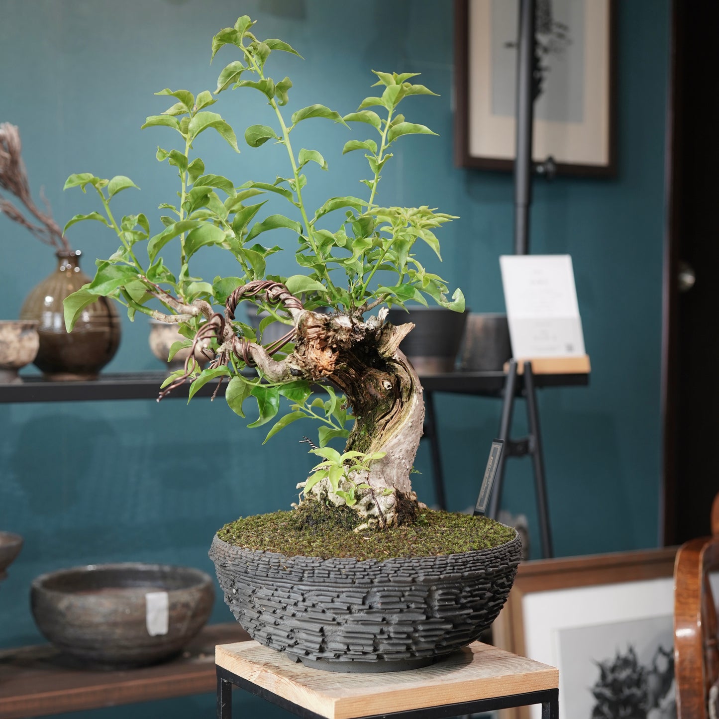 Old bougainvillea（ブーゲンビリア古木) × 宮島 將實 "鞘鉢竹炭埋焼成"