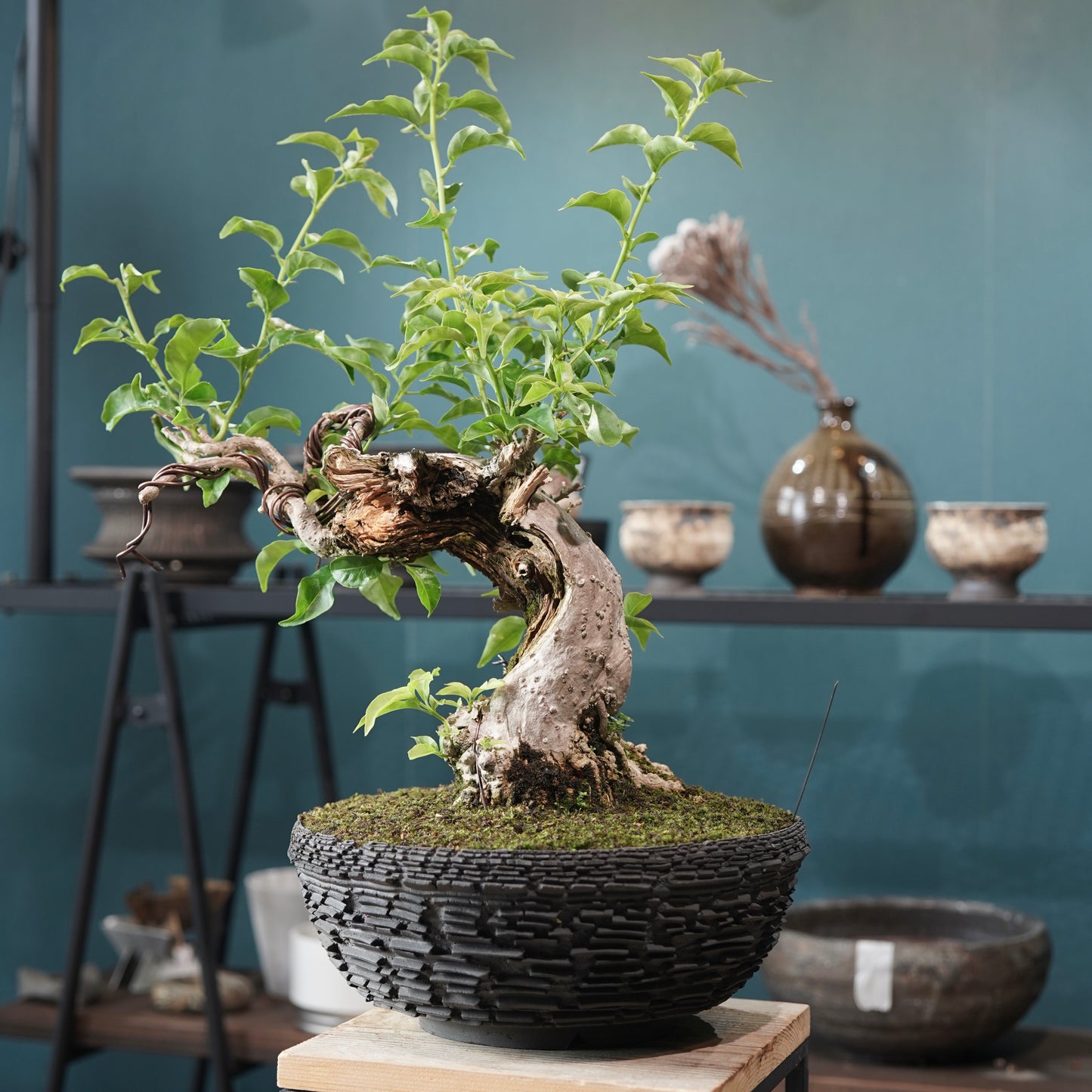 Old bougainvillea（ブーゲンビリア古木) × 宮島 將實 "鞘鉢竹炭埋焼成"