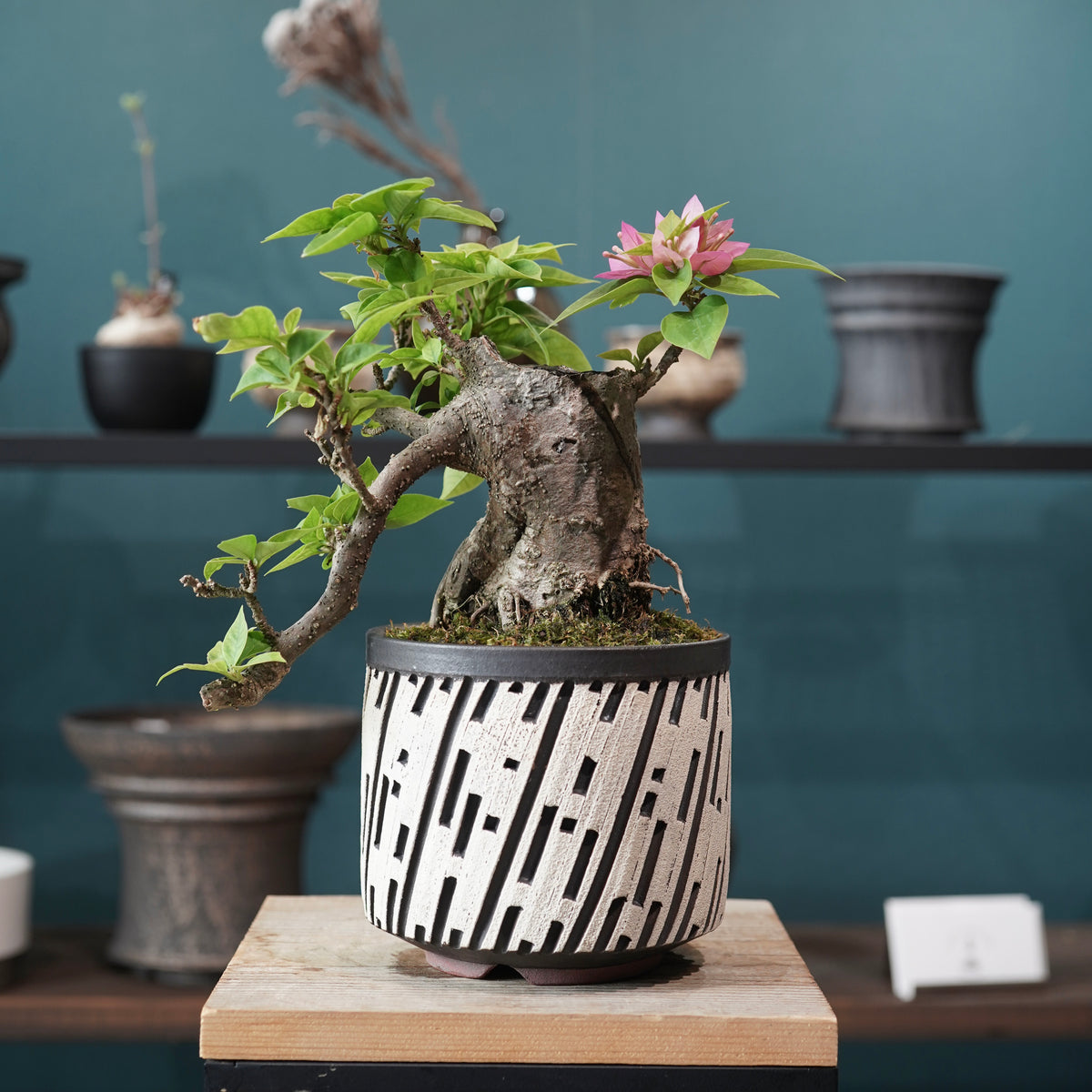 Old bougainvillea（ブーゲンビリア古木) × konect tokyo "shinogi"No.2