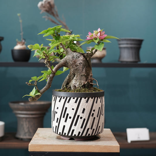 Old bougainvillea（ブーゲンビリア古木) × konect tokyo "shinogi"No.2