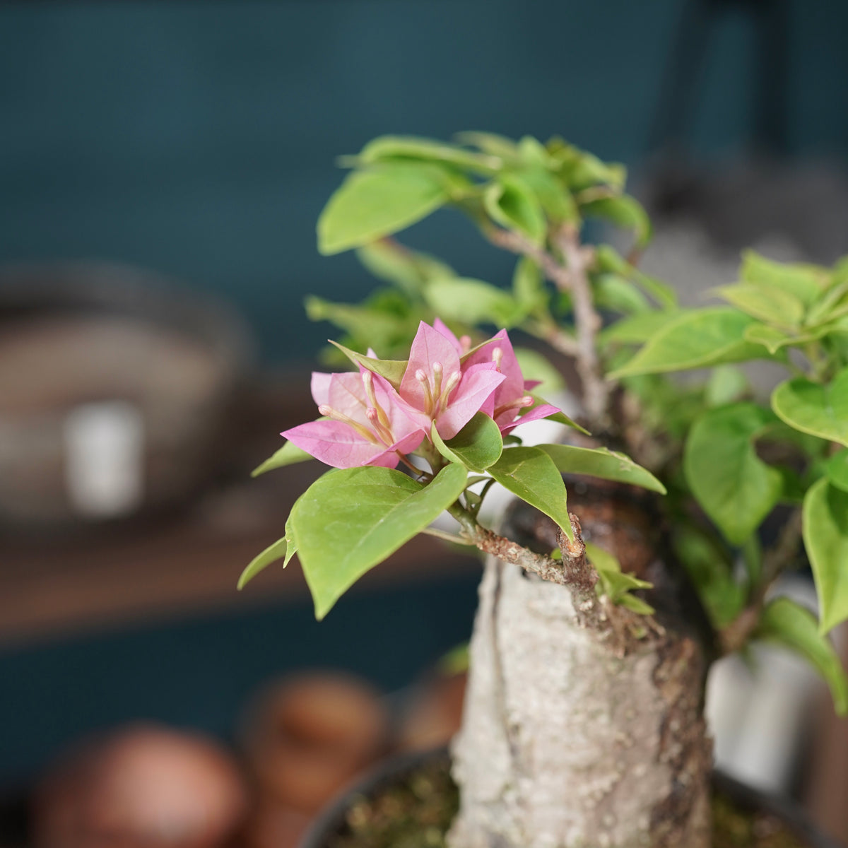 Old bougainvillea（ブーゲンビリア古木) × konect tokyo "shinogi"No.2