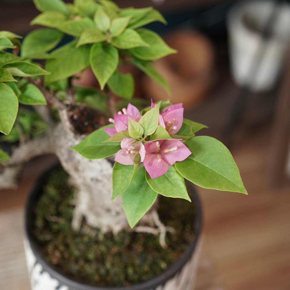 Old bougainvillea（ブーゲンビリア古木) × konect tokyo "shinogi"No.2