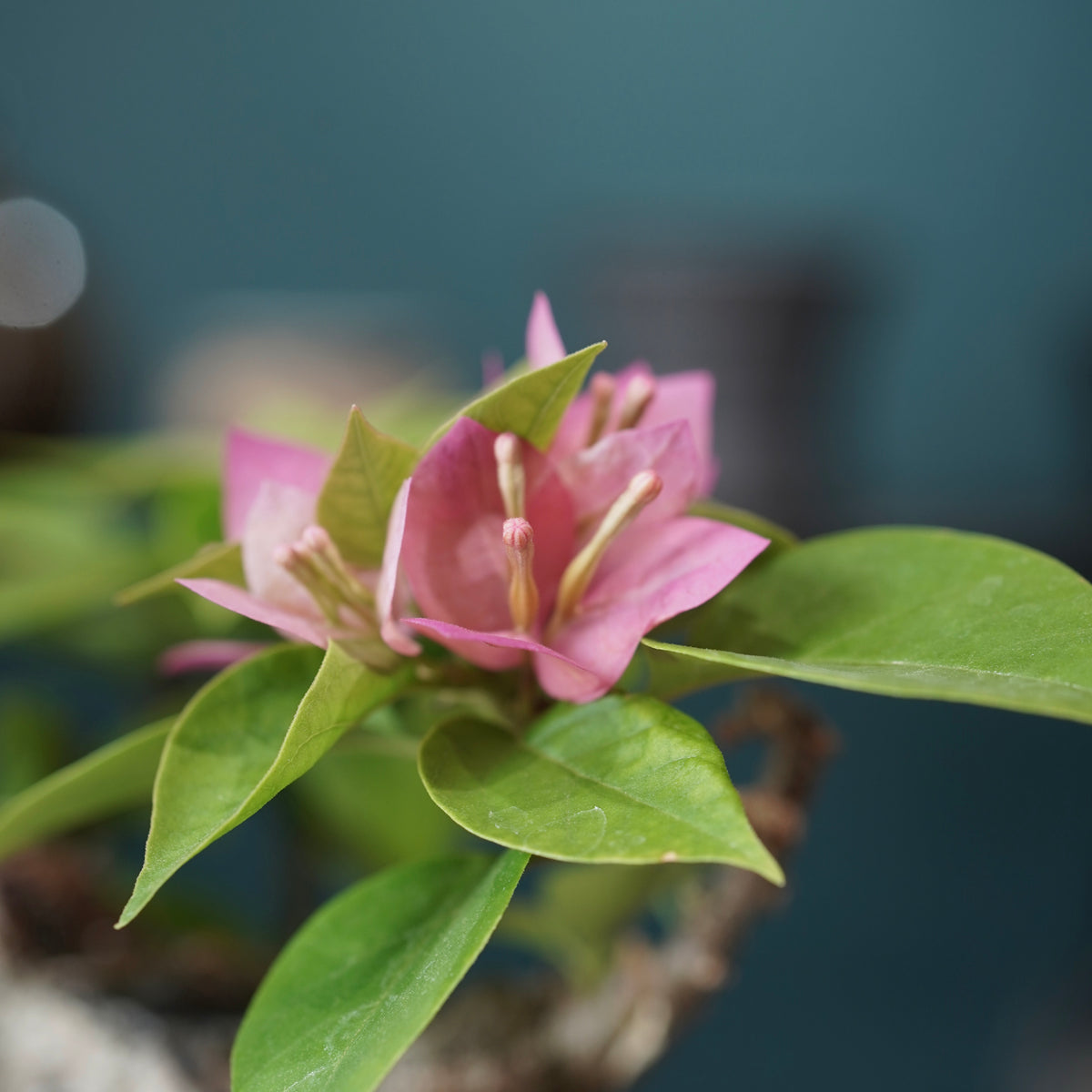 Old bougainvillea（ブーゲンビリア古木) × konect tokyo "shinogi"No.2
