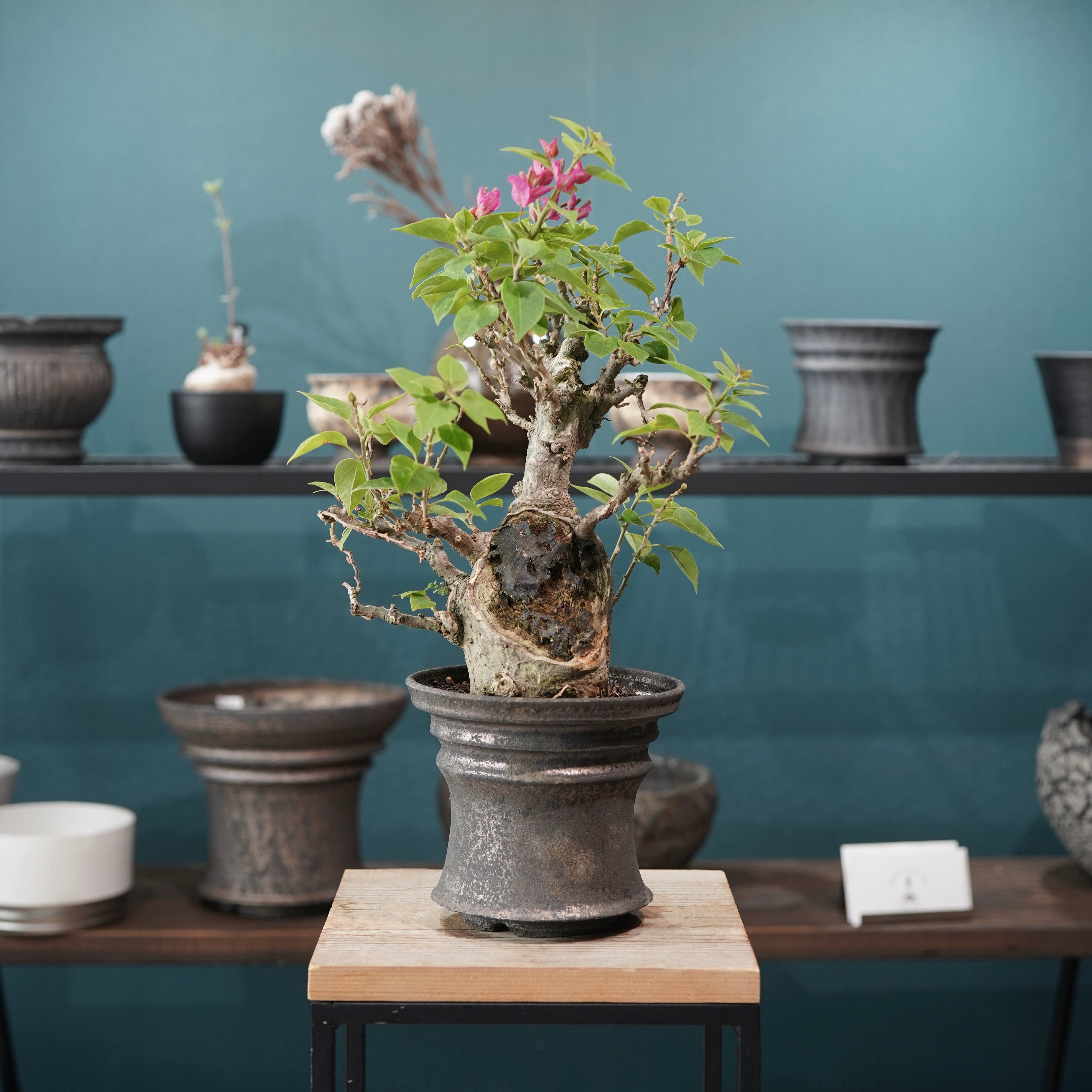 All – ELBAZ GREEN STORE