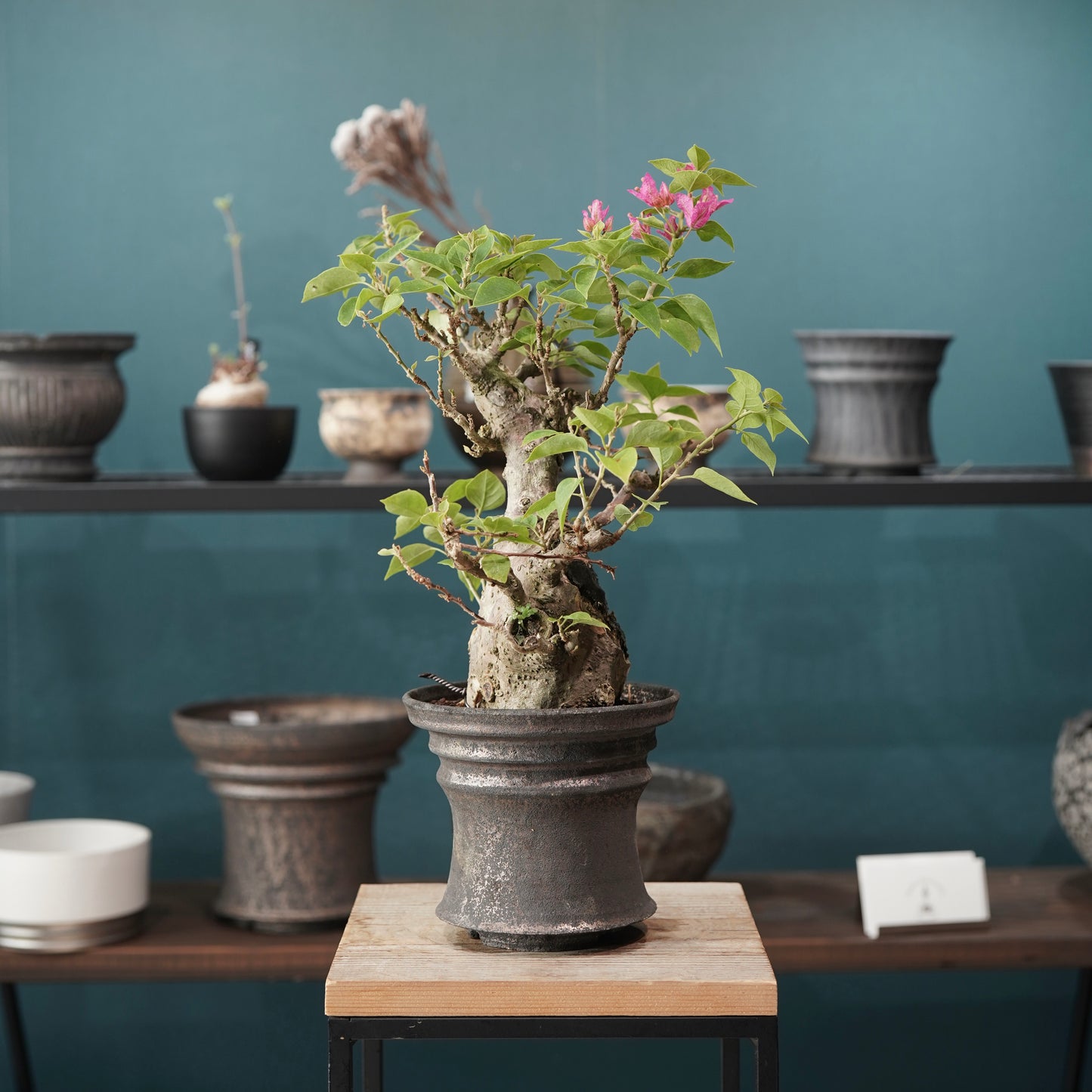 Old bougainvillea（ブーゲンビリア古木) × dairoku_pottery