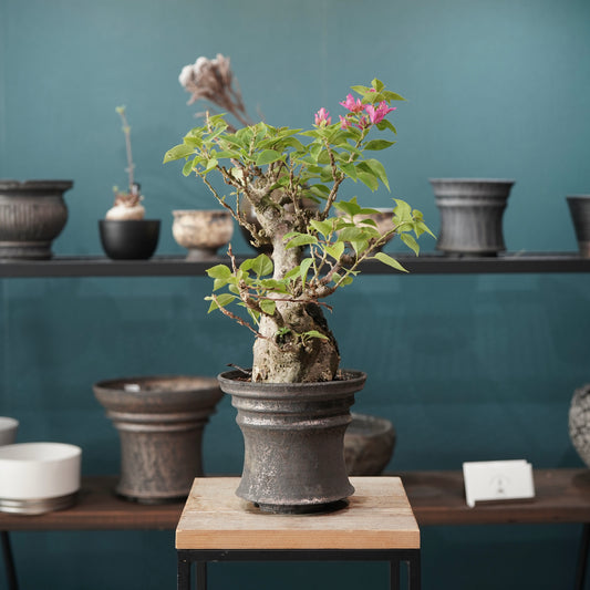 Old bougainvillea（ブーゲンビリア古木) × dairoku_pottery