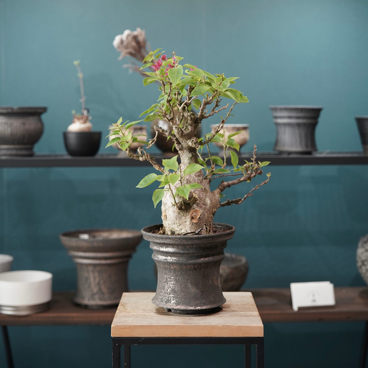 Old bougainvillea（ブーゲンビリア古木) × dairoku_pottery
