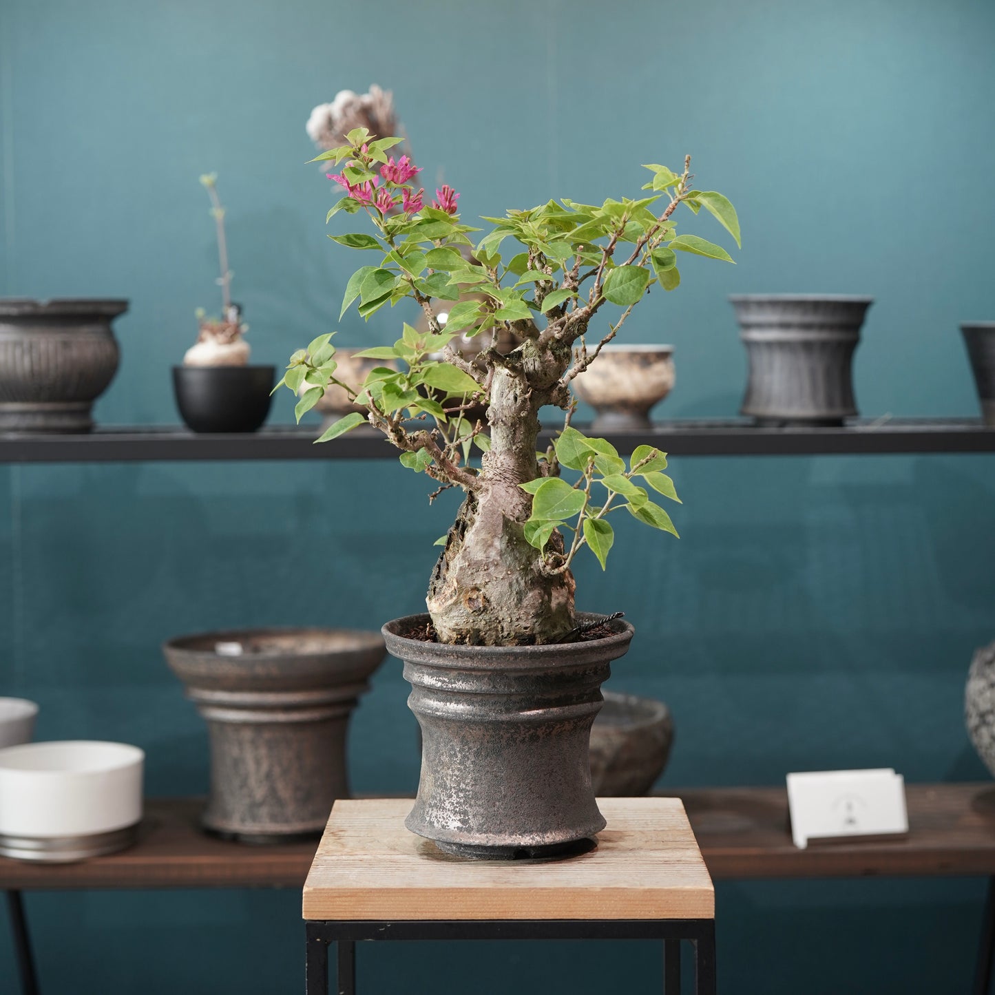 Old bougainvillea（ブーゲンビリア古木) × dairoku_pottery