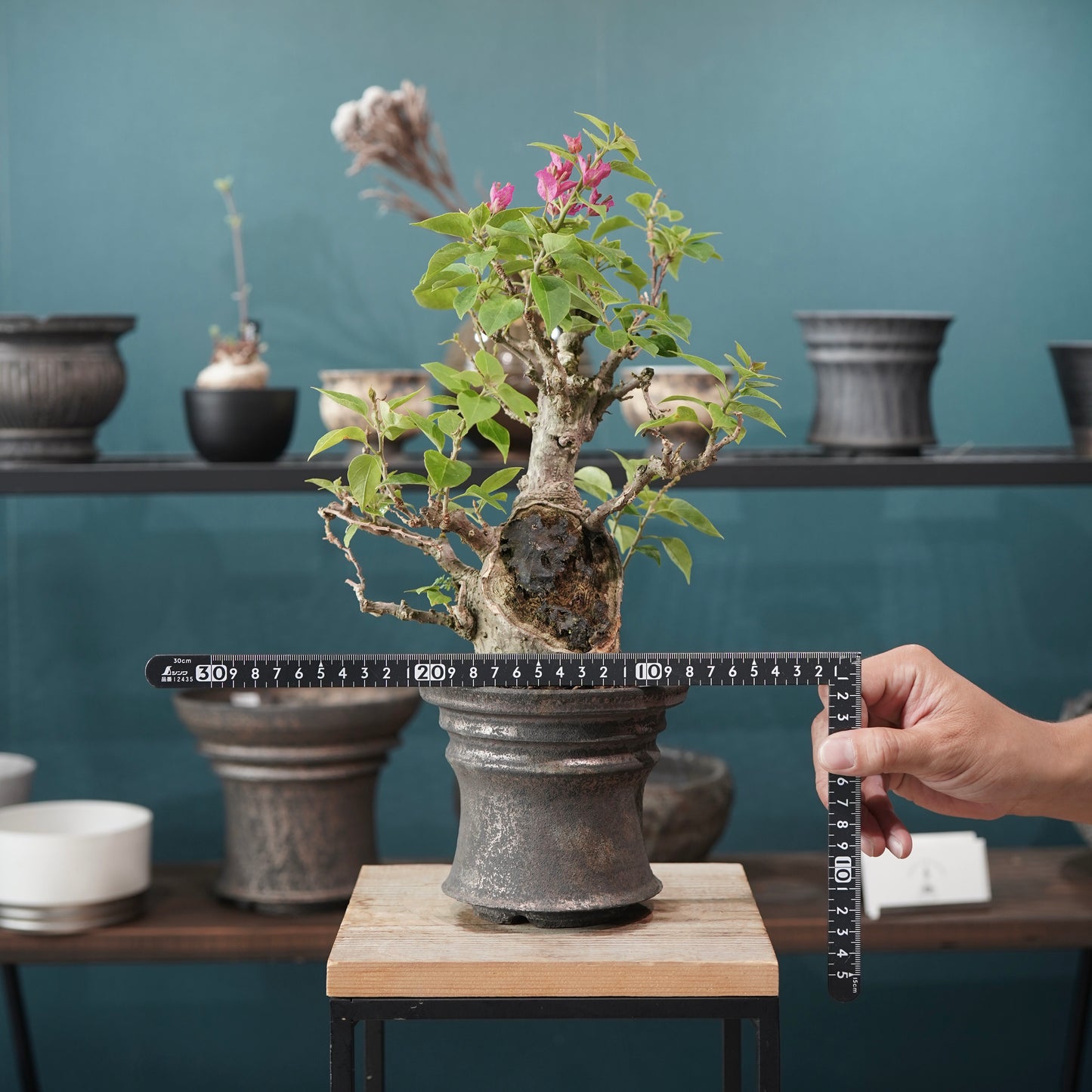 Old bougainvillea（ブーゲンビリア古木) × dairoku_pottery