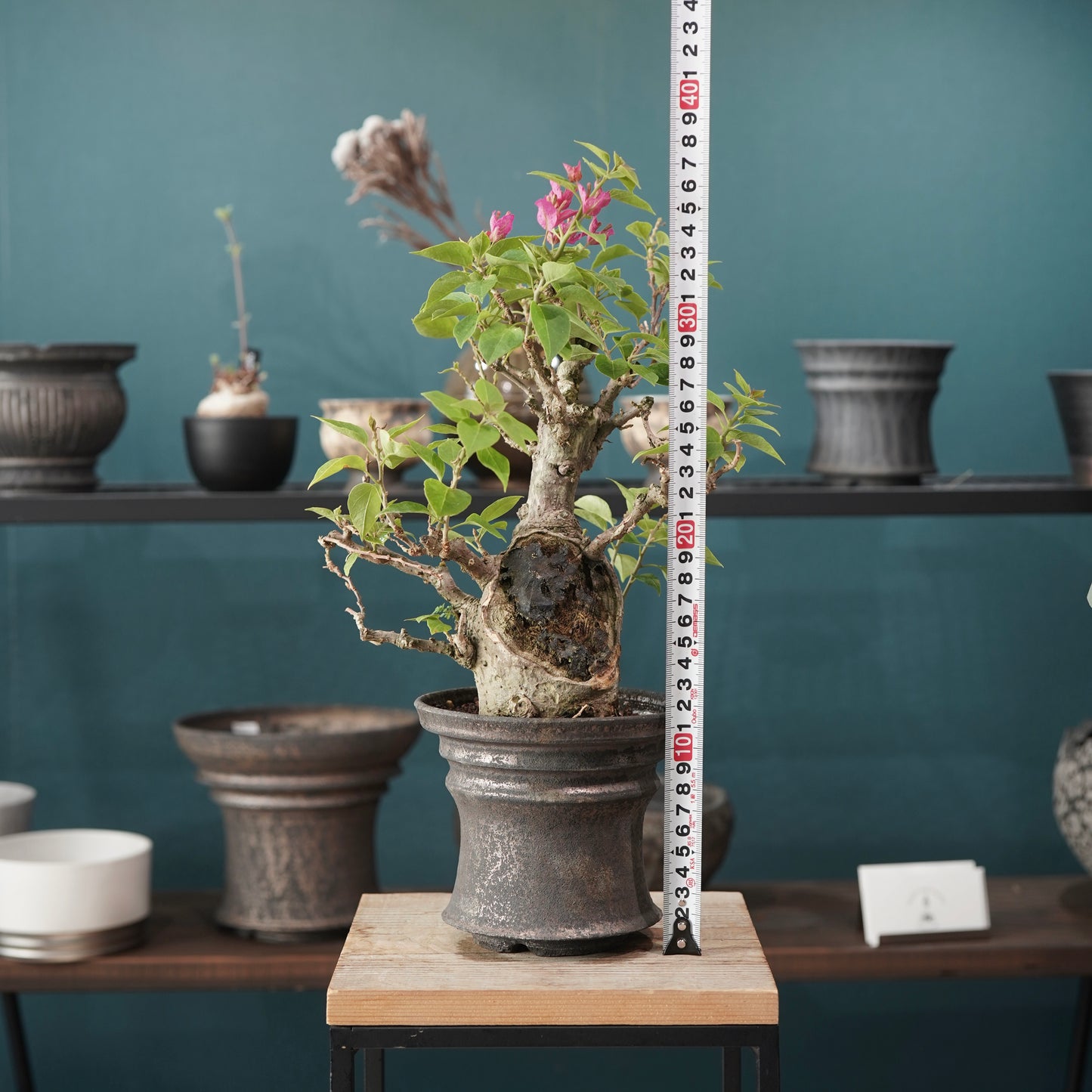 Old bougainvillea（ブーゲンビリア古木) × dairoku_pottery