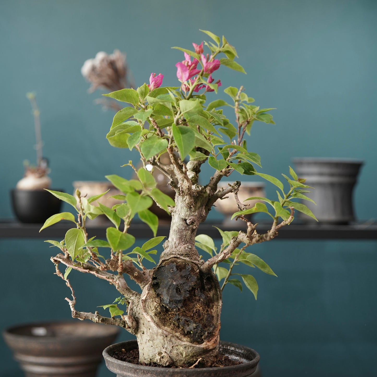 Old bougainvillea（ブーゲンビリア古木) × dairoku_pottery