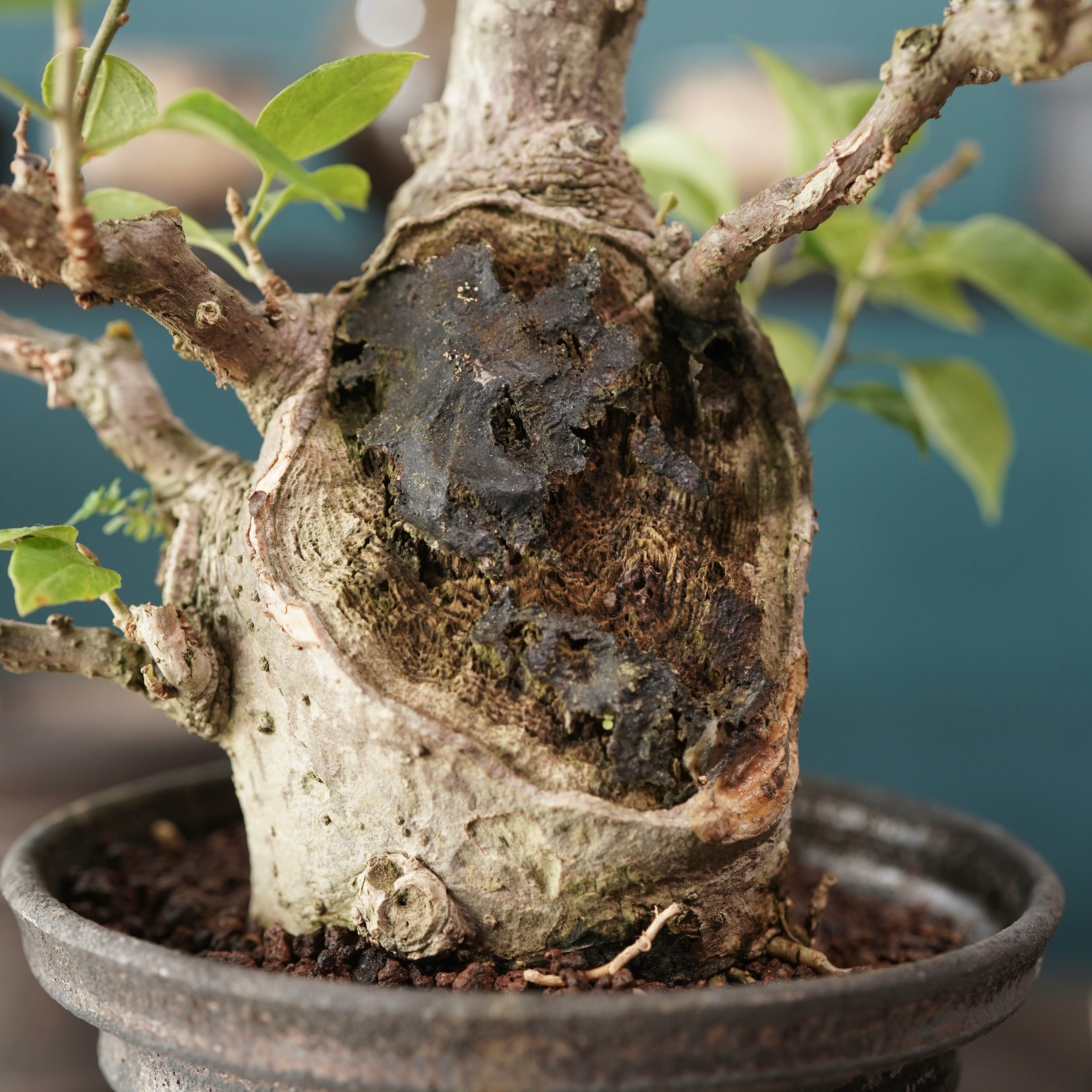 Old bougainvillea（ブーゲンビリア古木) × dairoku_pottery – ELBAZ