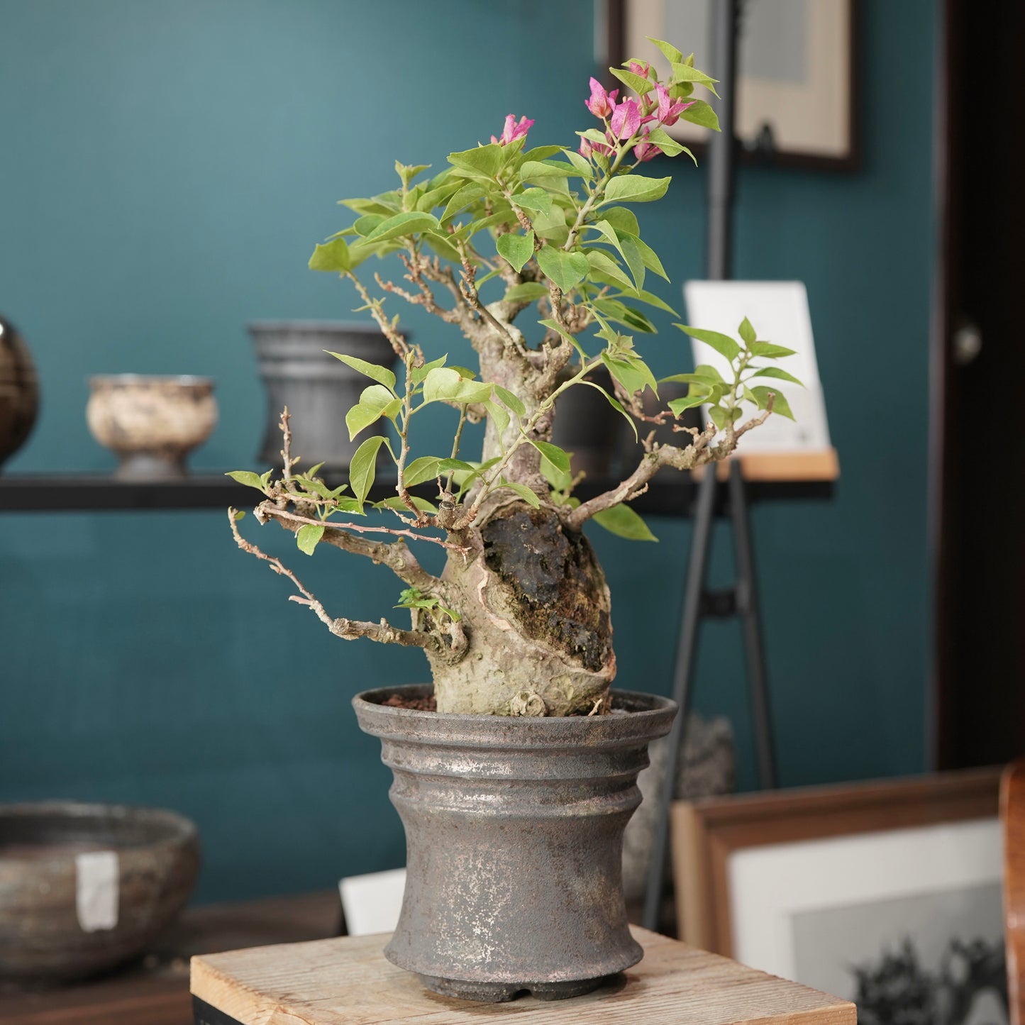 Old bougainvillea（ブーゲンビリア古木) × dairoku_pottery