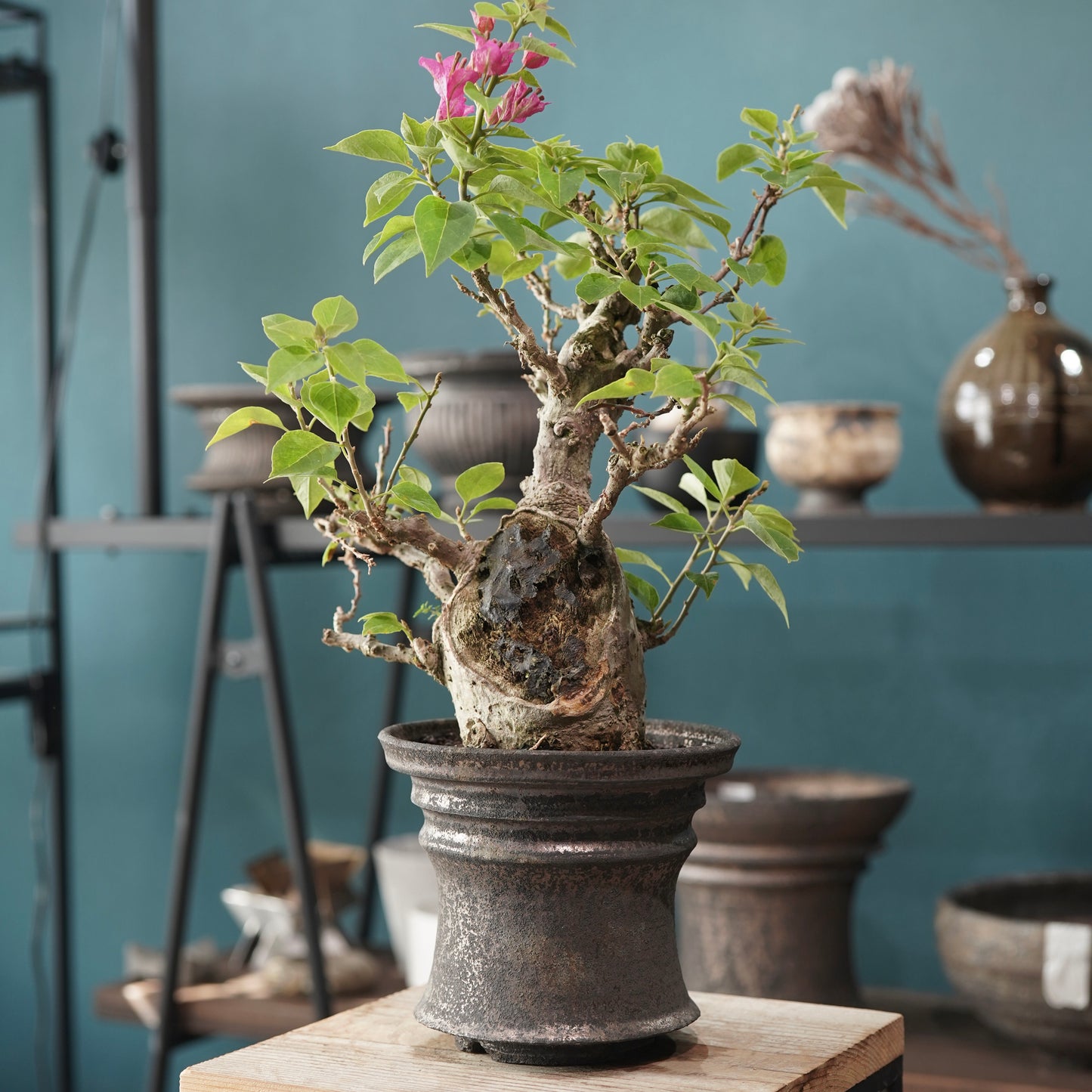 Old bougainvillea（ブーゲンビリア古木) × dairoku_pottery