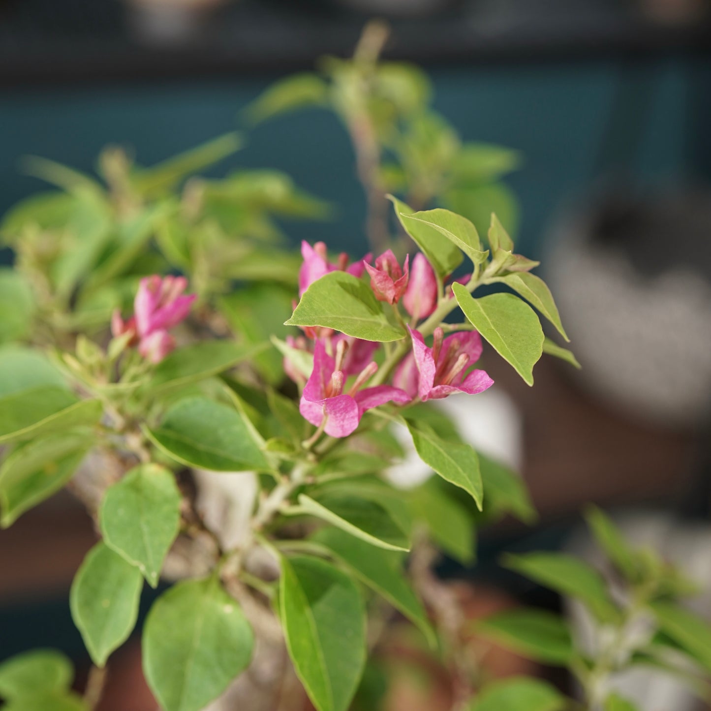 Old bougainvillea（ブーゲンビリア古木) × dairoku_pottery