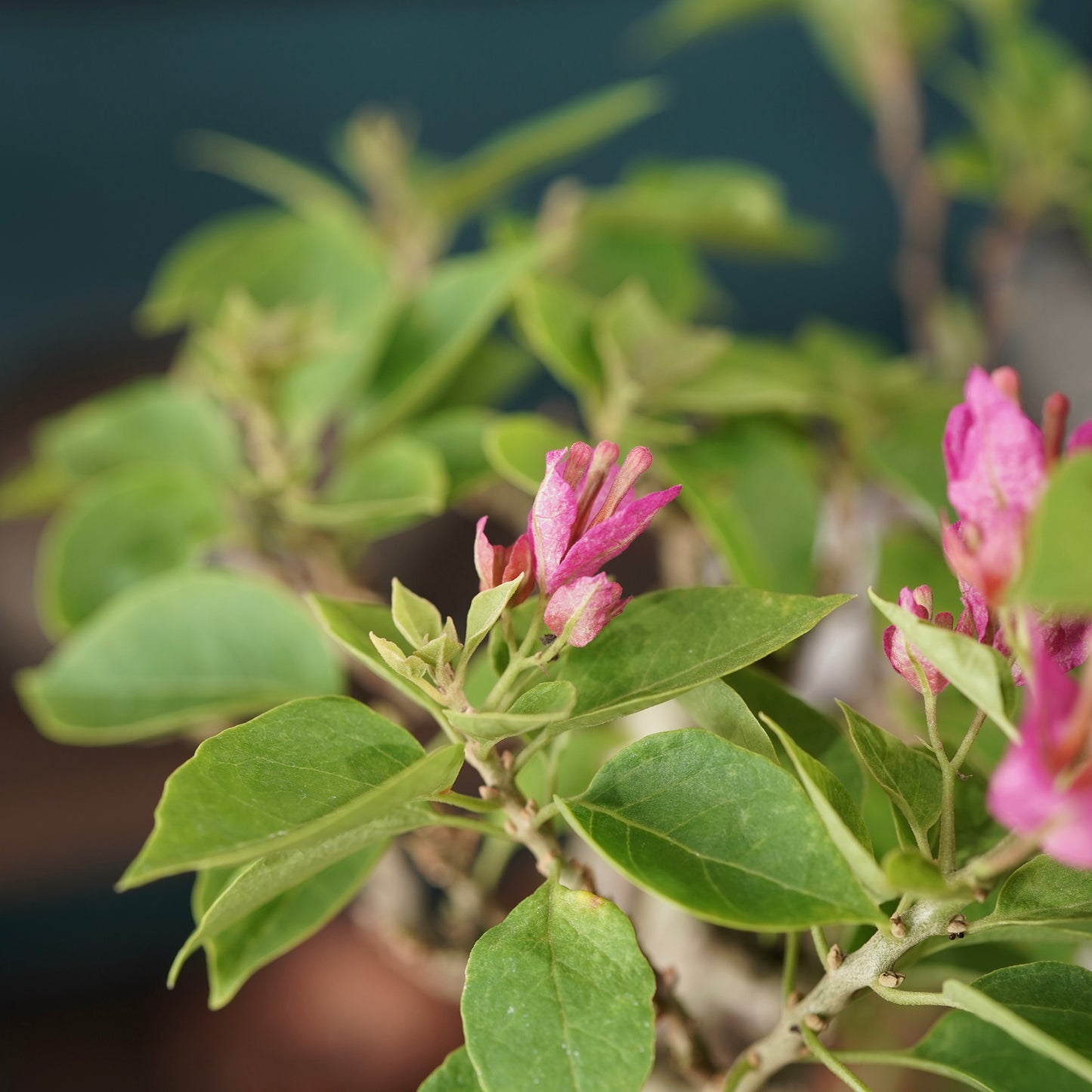 Old bougainvillea（ブーゲンビリア古木) × dairoku_pottery